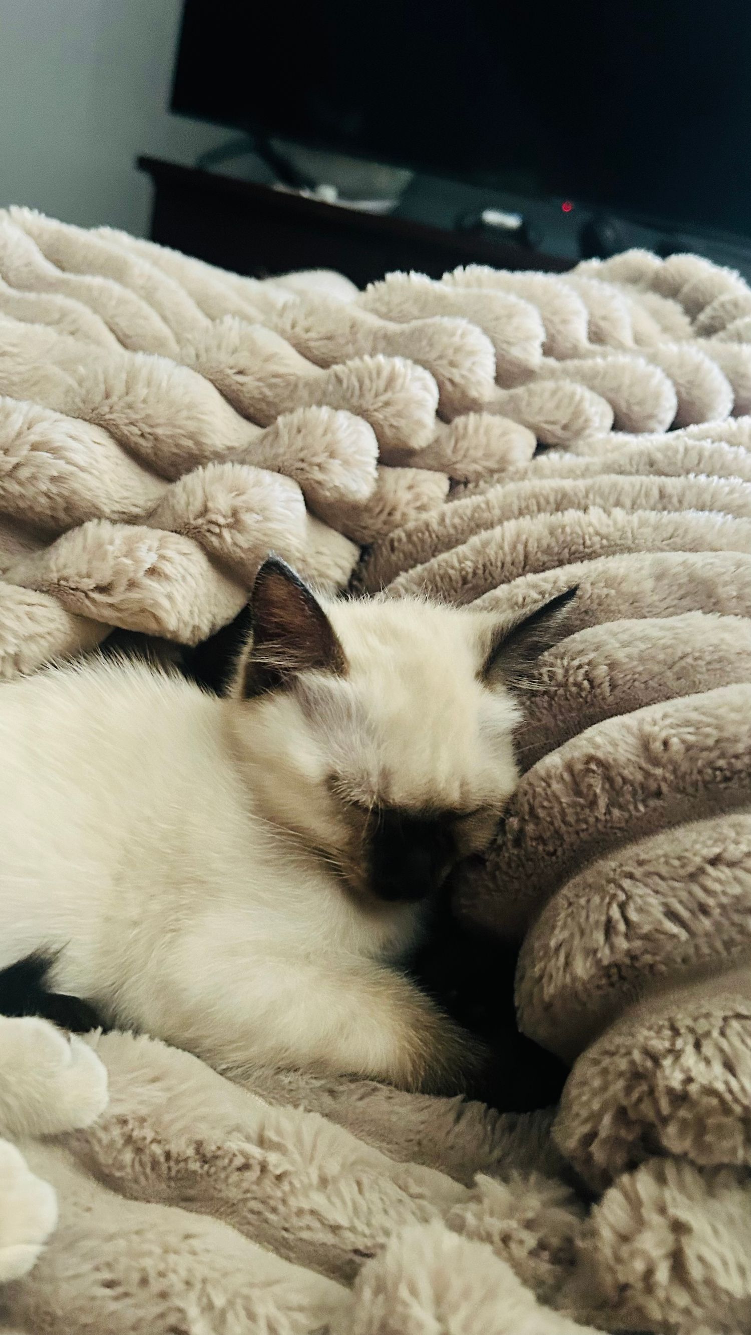 A sleepy Siamese cat curled up and napping on a cozy fluffy beige textured blanket indoors.