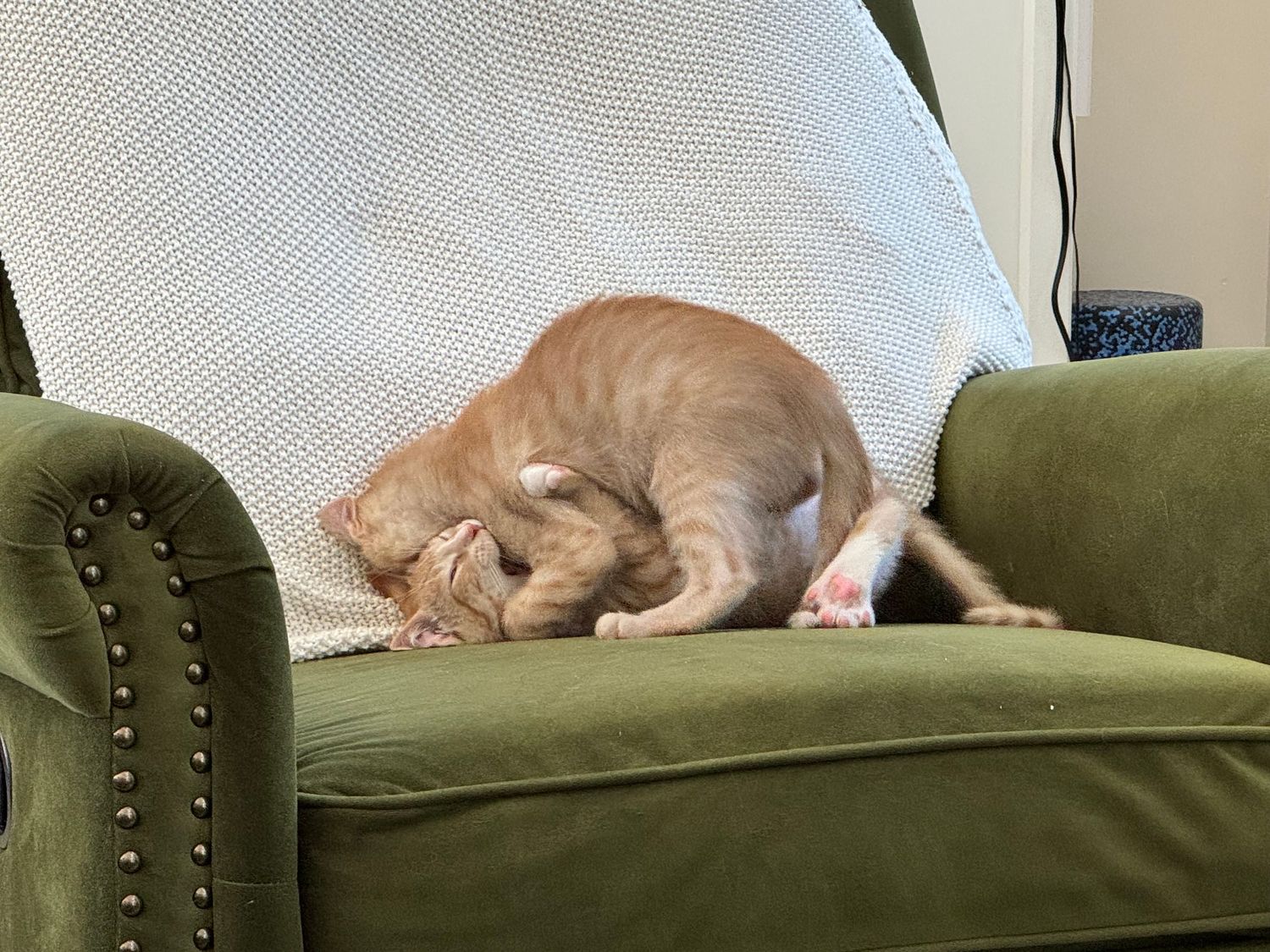 Two orange tabby kittens wrestle and play on a green velvet armchair with nailhead trim and a white polka dot blanket.