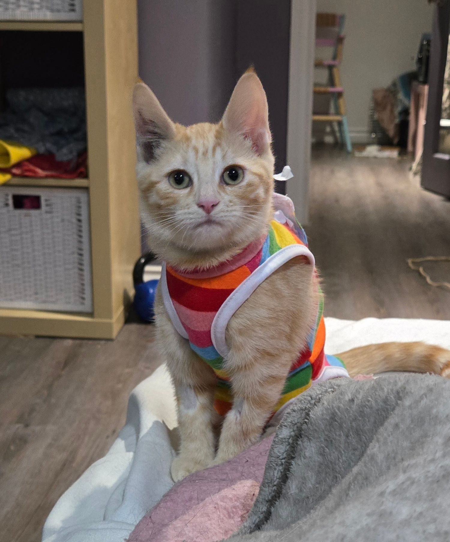 An orange tabby kitten wearing a colorful rainbow striped harness vest, sitting upright on a soft blanket indoors.