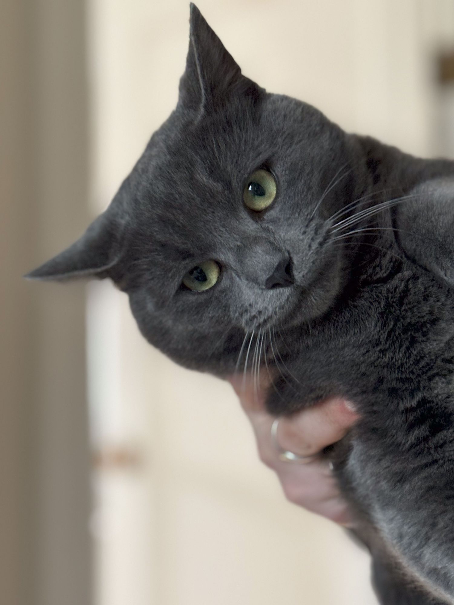 Close-up portrait of a grey cat with bright green eyes looking at the camera.