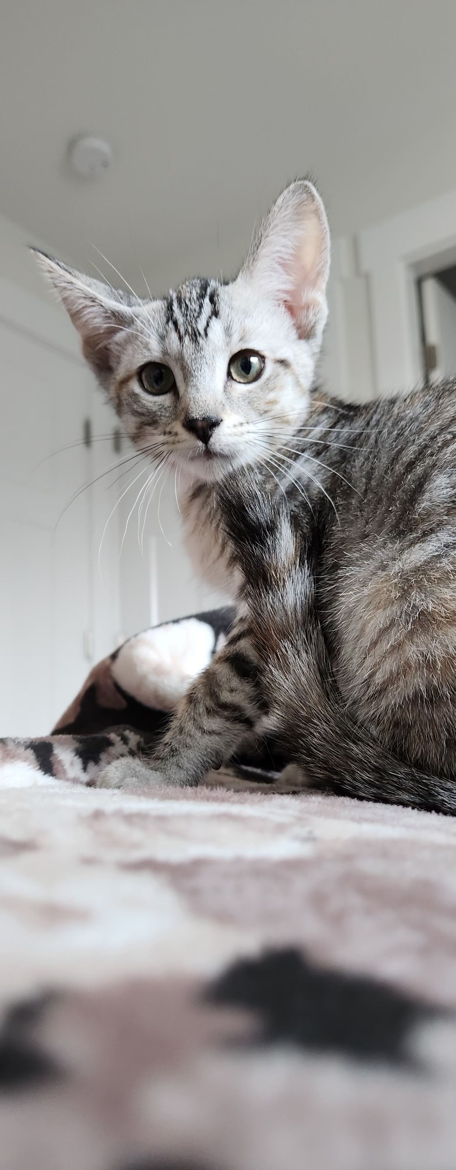 A silver tabby kitten with striking markings lounges on a floral blanket, gazing curiously at the camera.