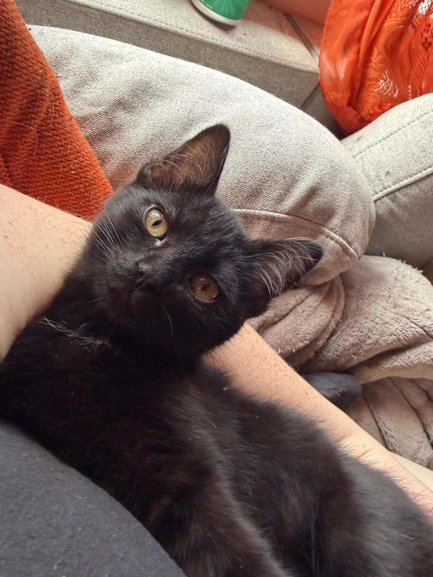Adorable black kitten with bright yellow eyes lounging on a person's lap on a cozy gray couch.