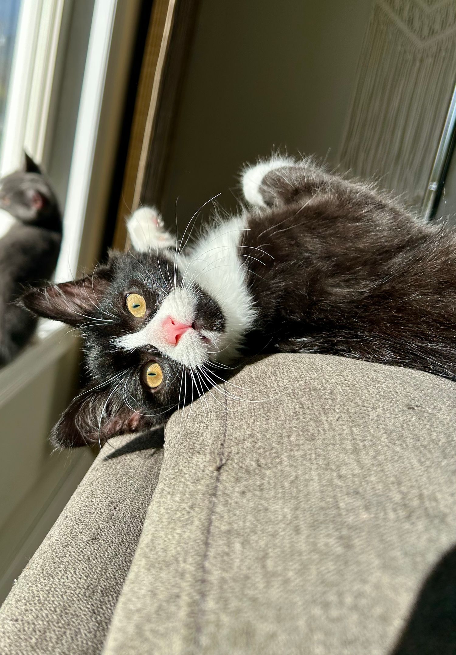 Black and white cat with yellow eyes lying on gray couch cushion shown in multiple close-up views.