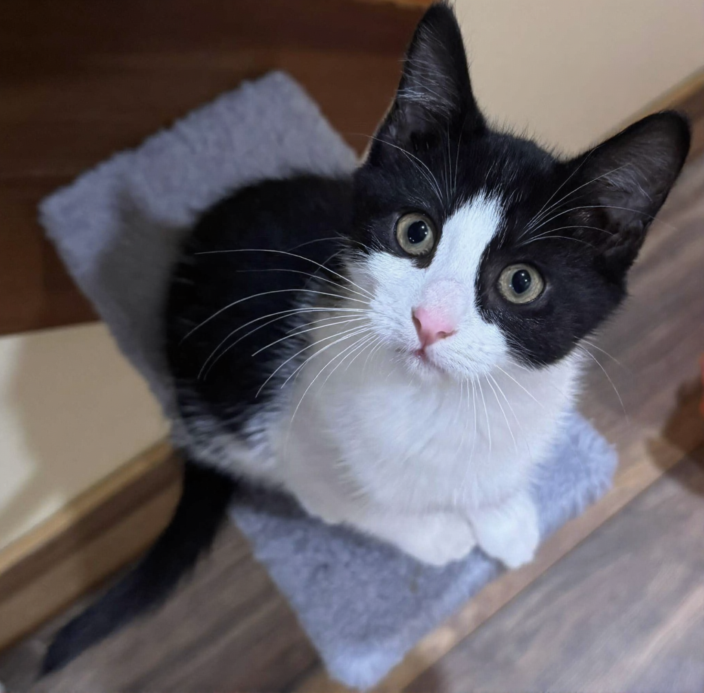 Close-up of a black and white cat with bright eyes looking up at the camera from different angles.