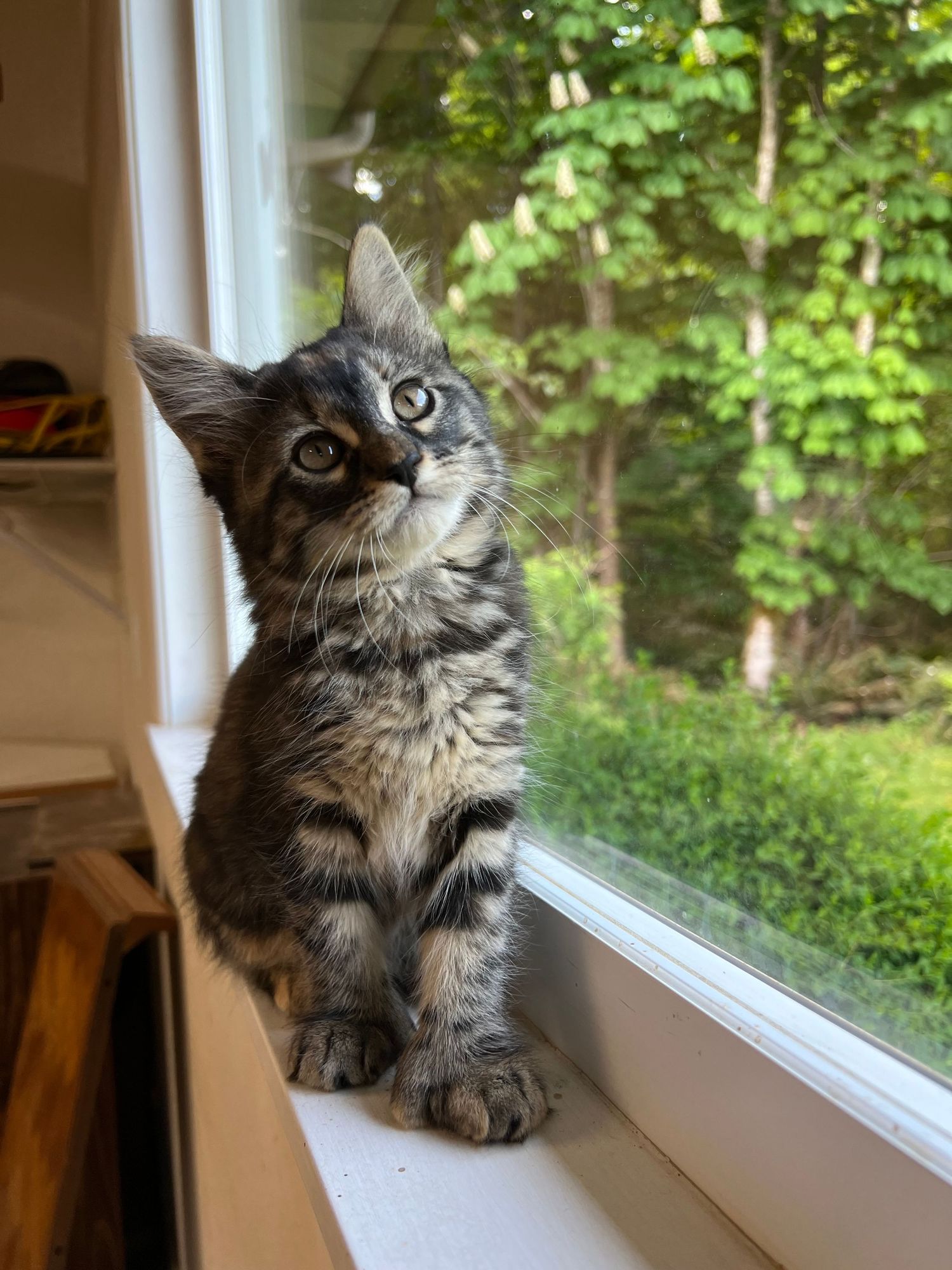 A curious tabby kitten sits on a windowsill gazing outside at lush green trees.