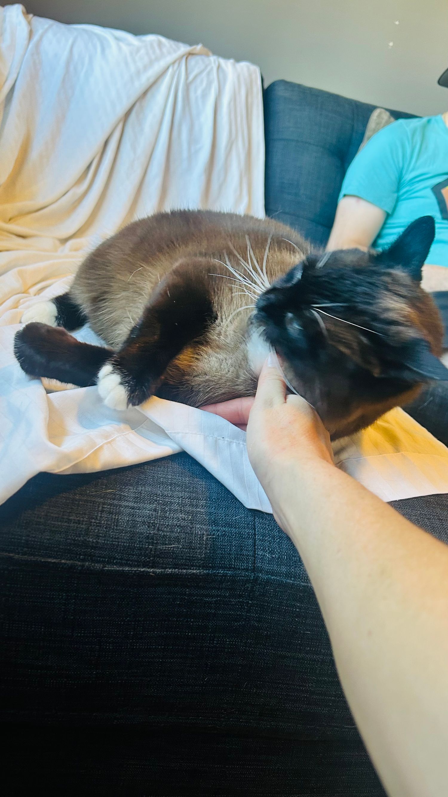 A Siamese cat being petted on a gray couch, curled up on a white blanket next to a person in a teal shirt.