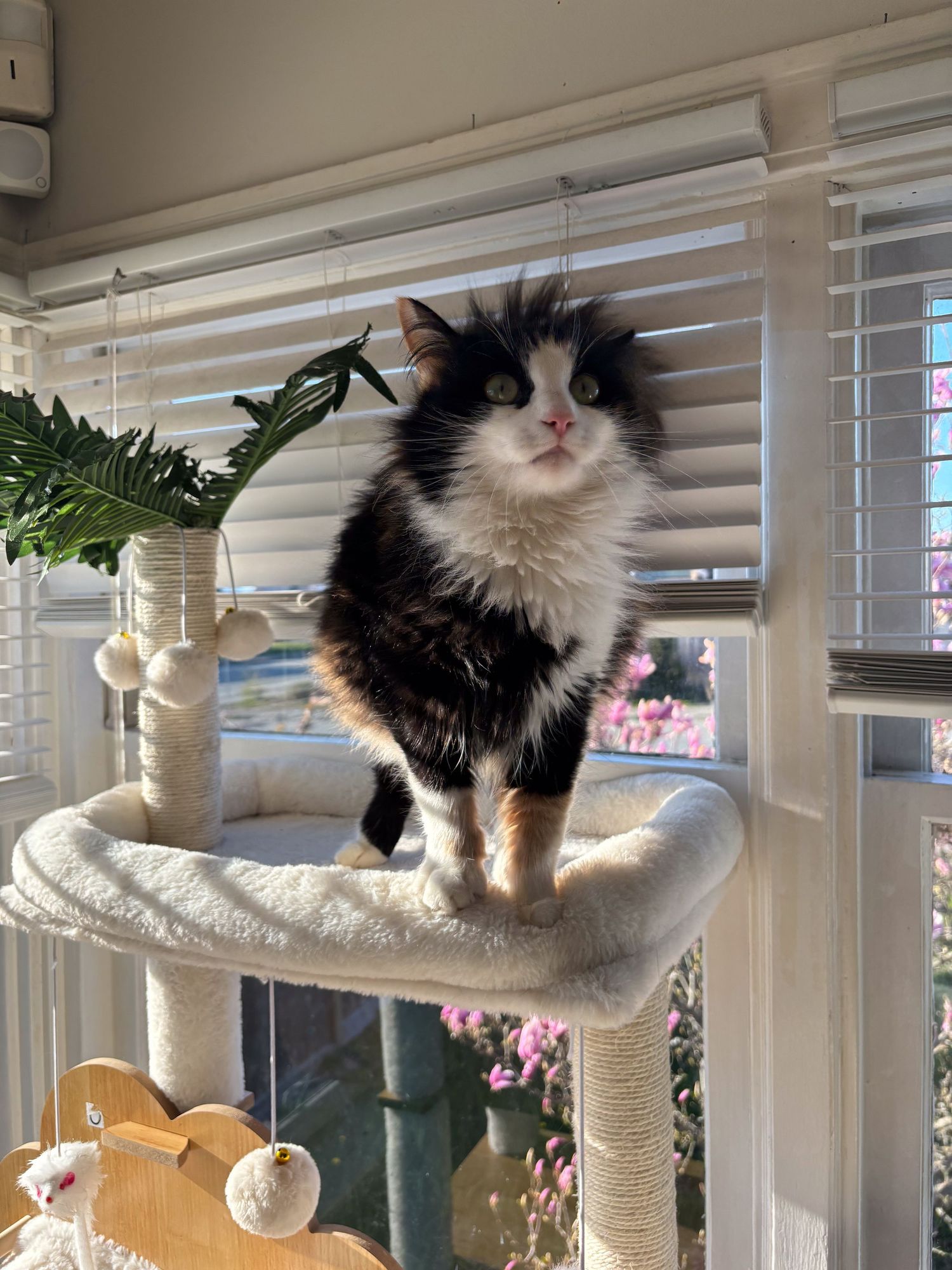 Black and white cat explores a cat tree with hanging toys near window blinds.