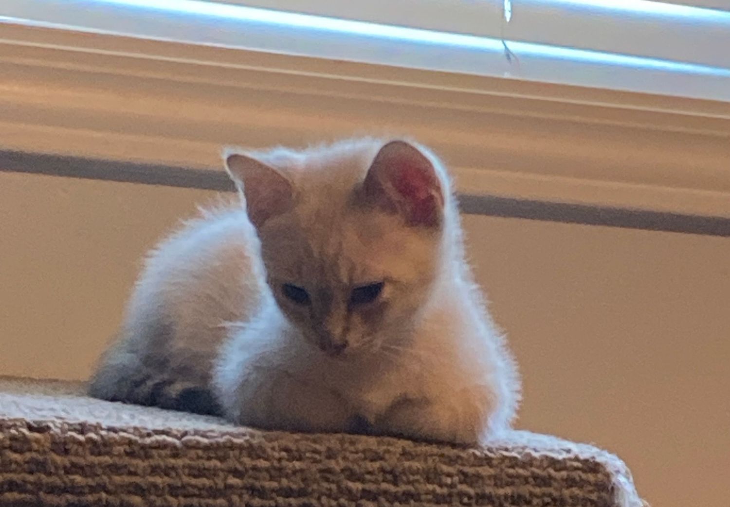 A fluffy white kitten with blue eyes perches on a carpeted cat tree near a window.