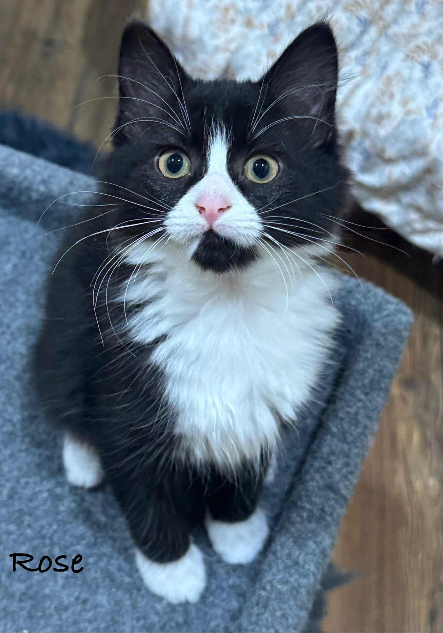 A black and white tuxedo cat with bright green eyes looks up at the camera while sitting on a gray blanket.