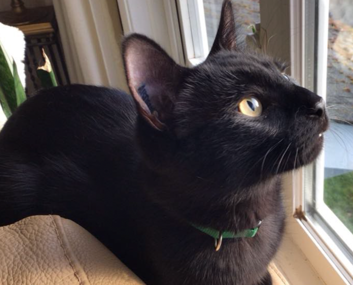 A black cat with yellow eyes gazes out a window while sitting on a windowsill in natural light.