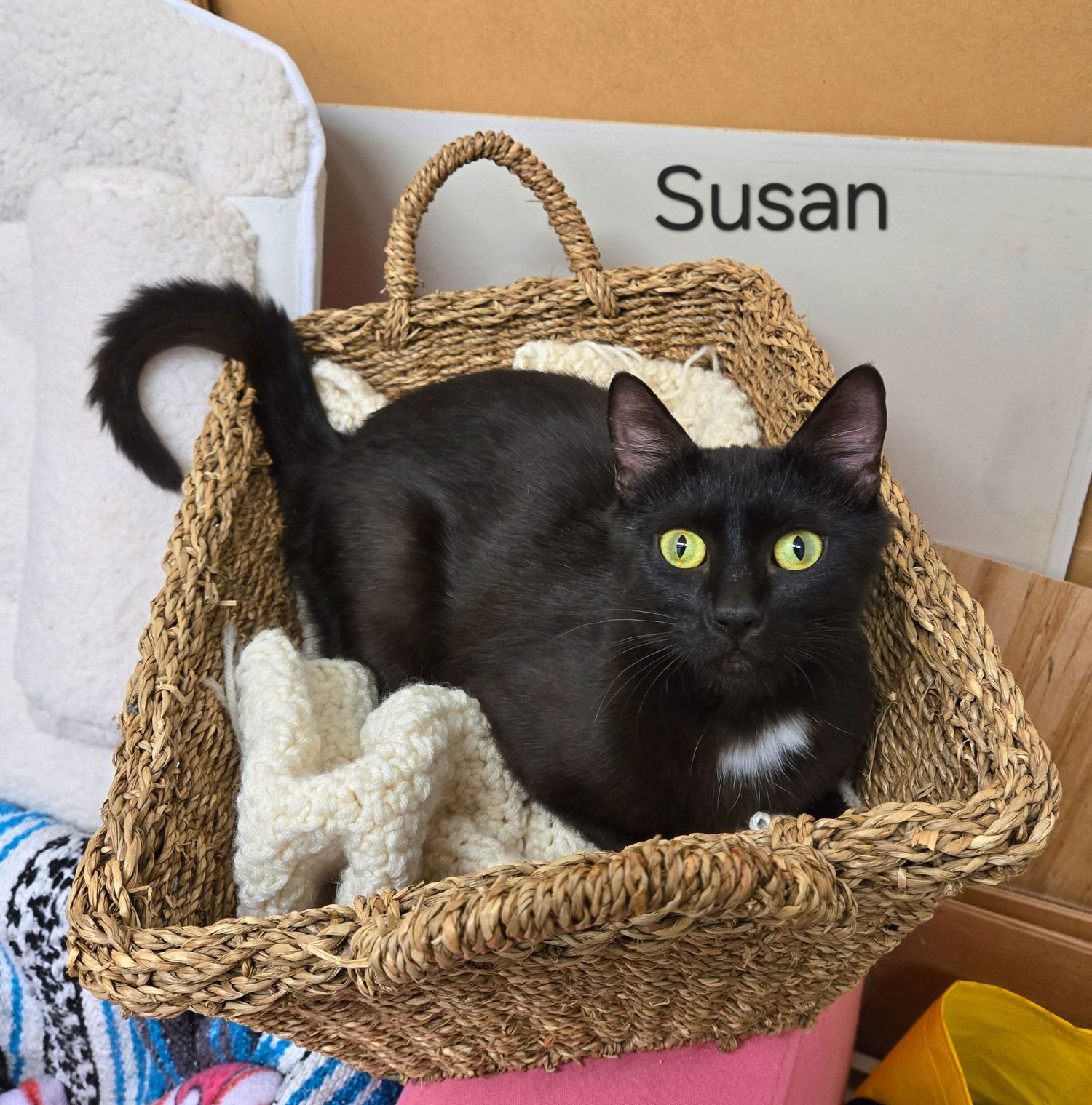 Black cat named Susan with bright yellow-green eyes sitting in a woven basket with a white blanket.