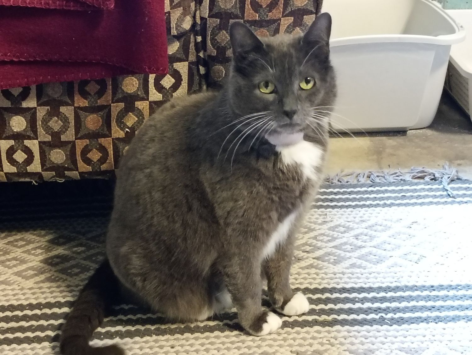 Gray cat with green eyes and white chest marking sits on a striped rug near a red chair and litter box.