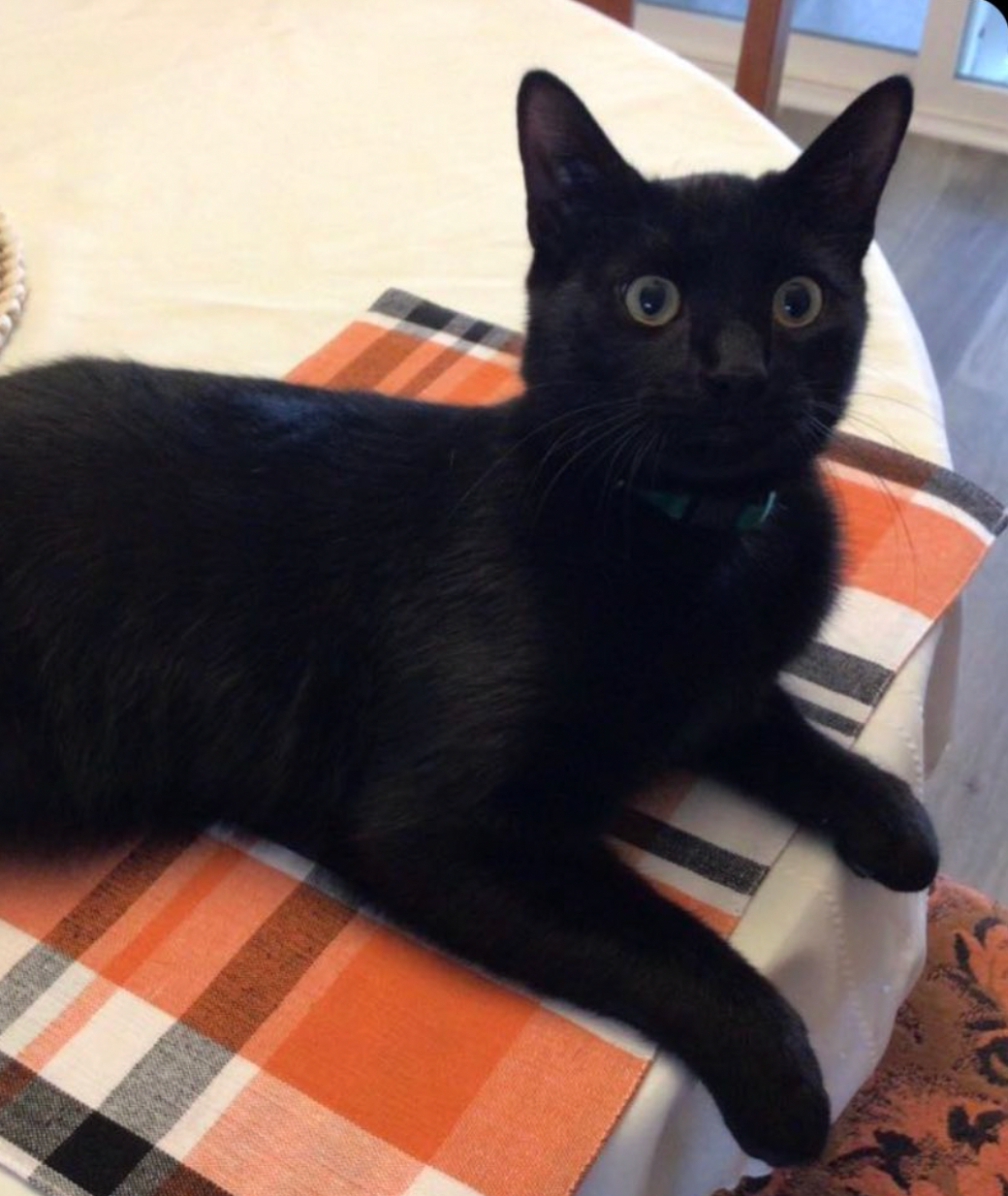 A black cat lounges on an orange and white checkered surface while looking directly at the camera with bright eyes.