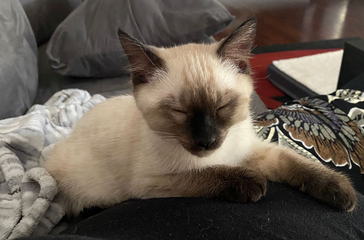 A sleepy Siamese cat resting peacefully on a soft gray blanket on a couch.