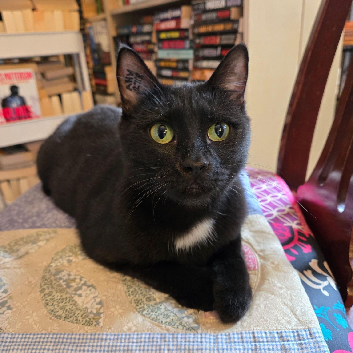 A sleek black cat with bright yellow-green eyes rests on a colorful cushioned chair in a cozy bookstore setting.