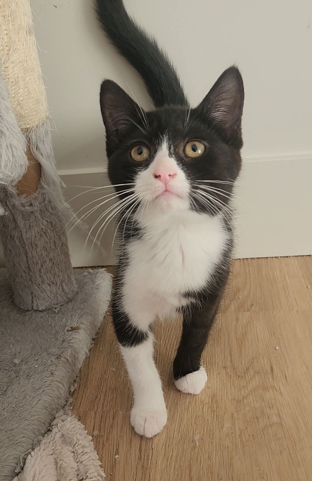 Black and white tuxedo cat standing near a wall and cat tree.
