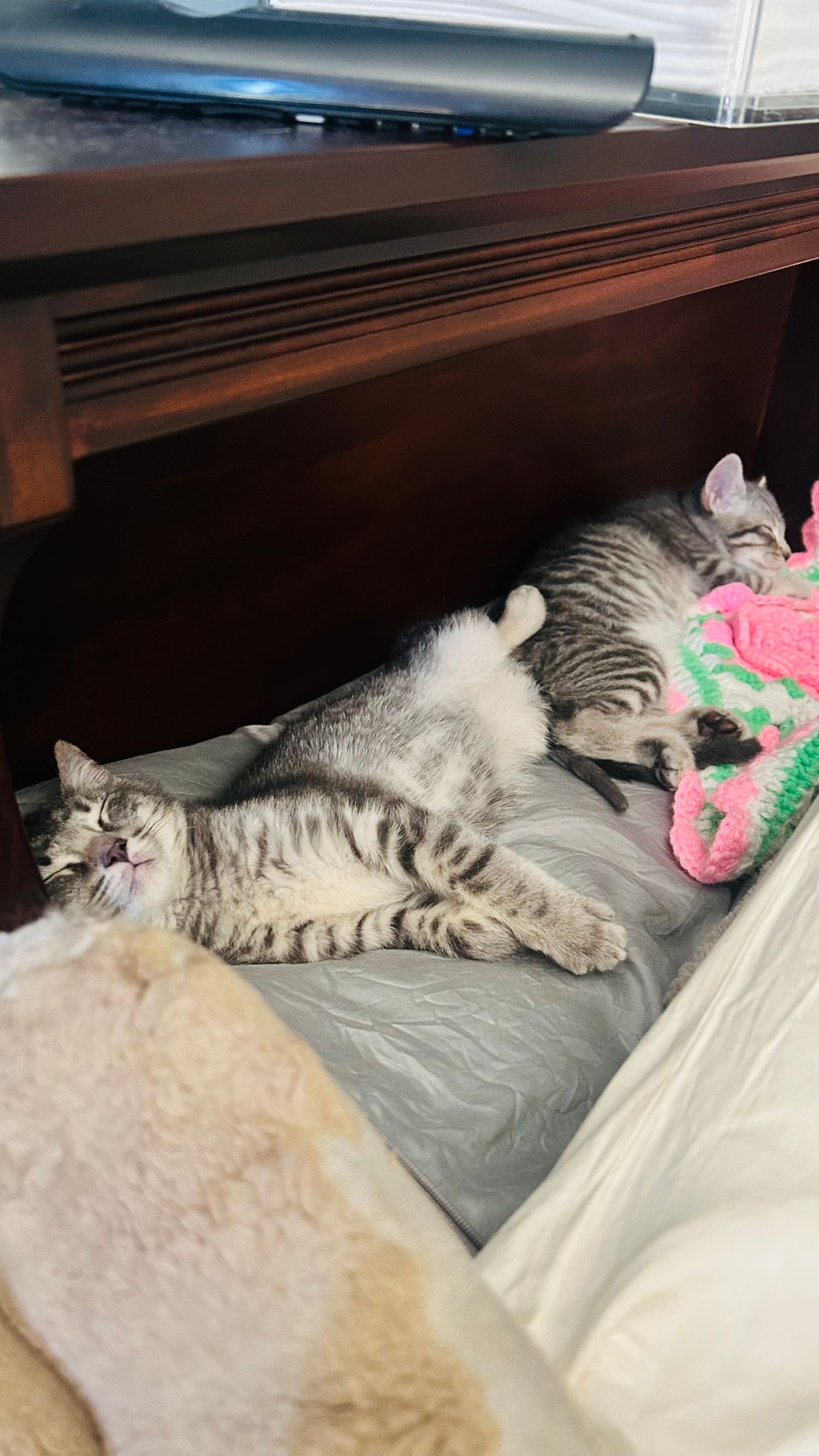 A gray tabby cat lying on its back on a bed under a wooden headboard, with a pink crocheted toy nearby.