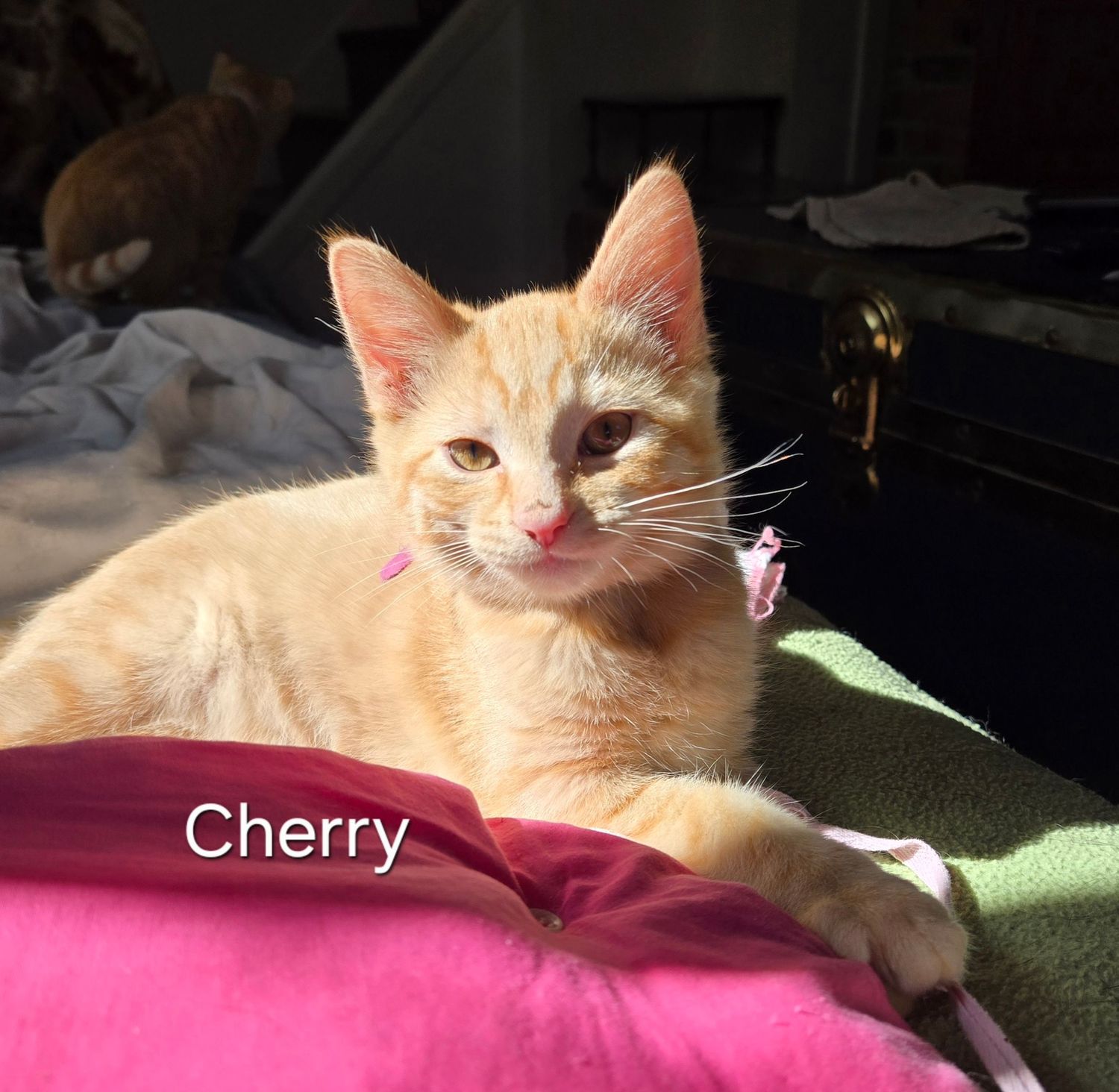 Orange tabby kitten named Cherry resting on colorful pillows in warm sunlight.