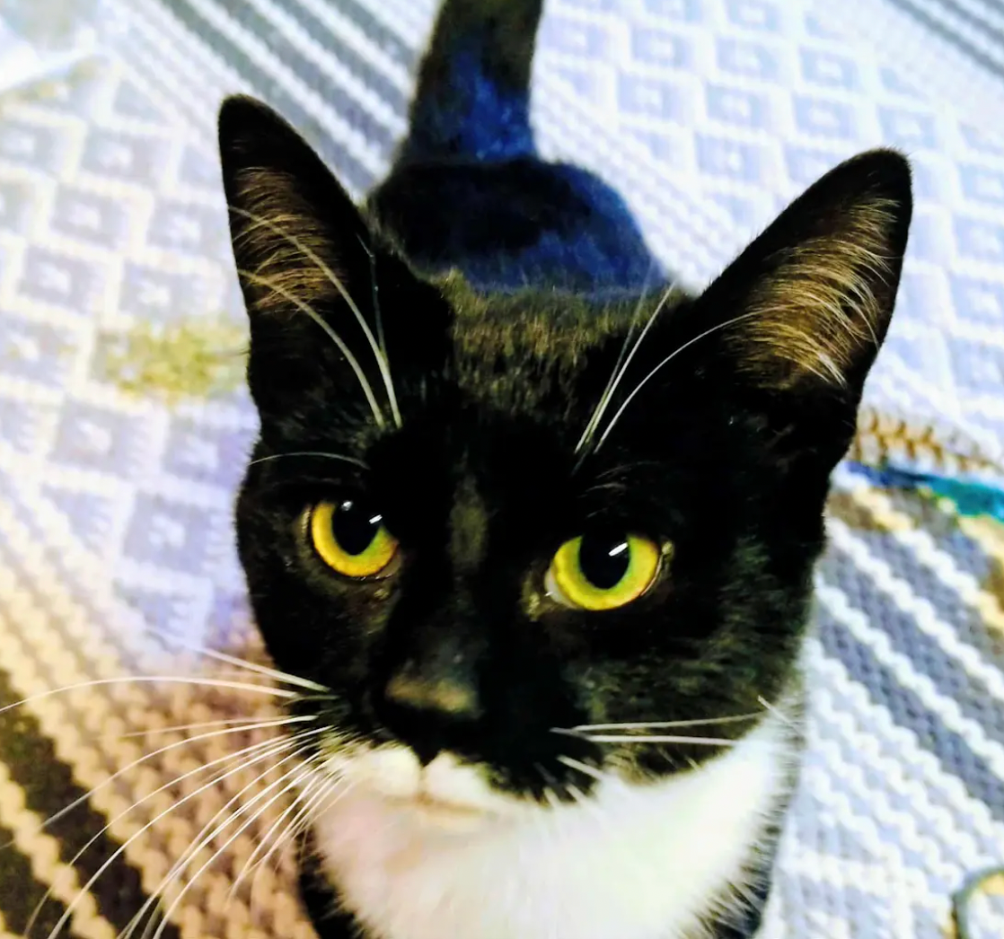 Close up portraits of a black and white cat with bright yellow eyes looking at the camera from different angles.