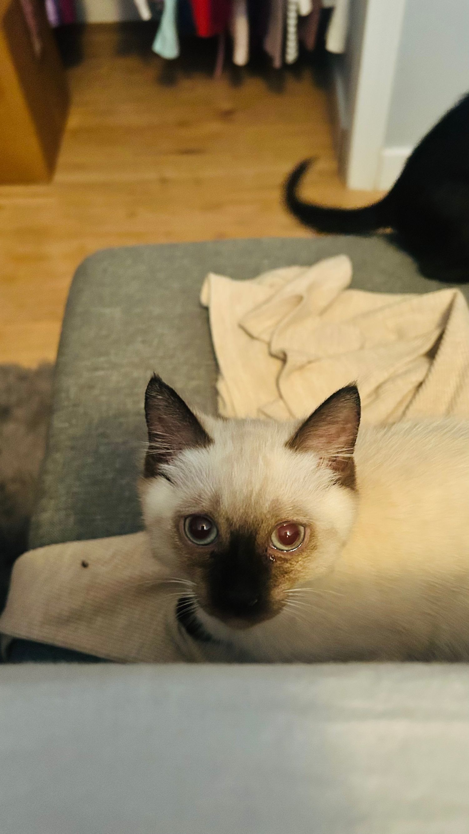 A young Siamese kitten with striking red-tinted eyes rests on a gray sofa, with a black cat visible in the background.