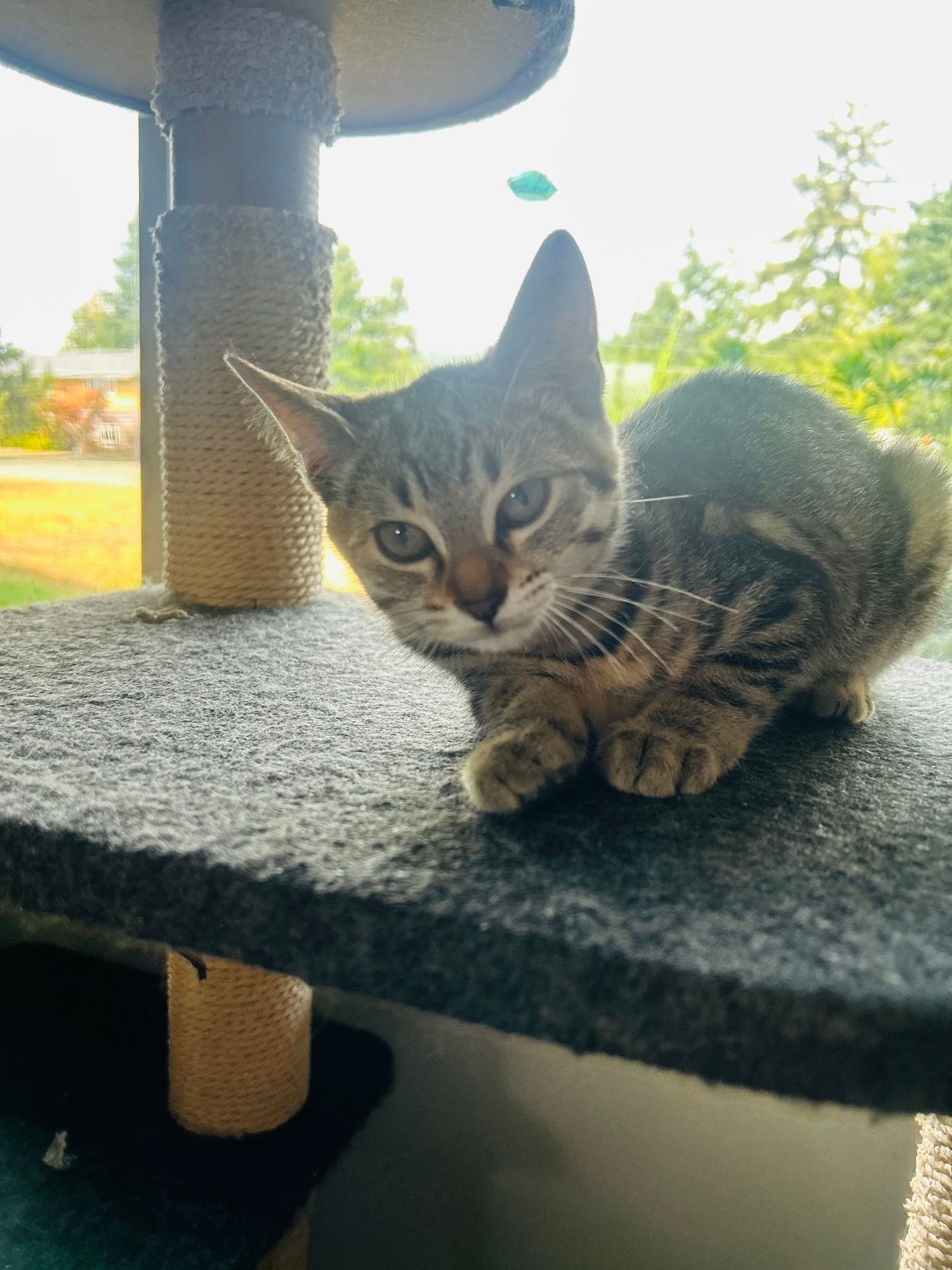 A tabby kitten resting on a gray carpeted cat tree platform outdoors on a sunny day.