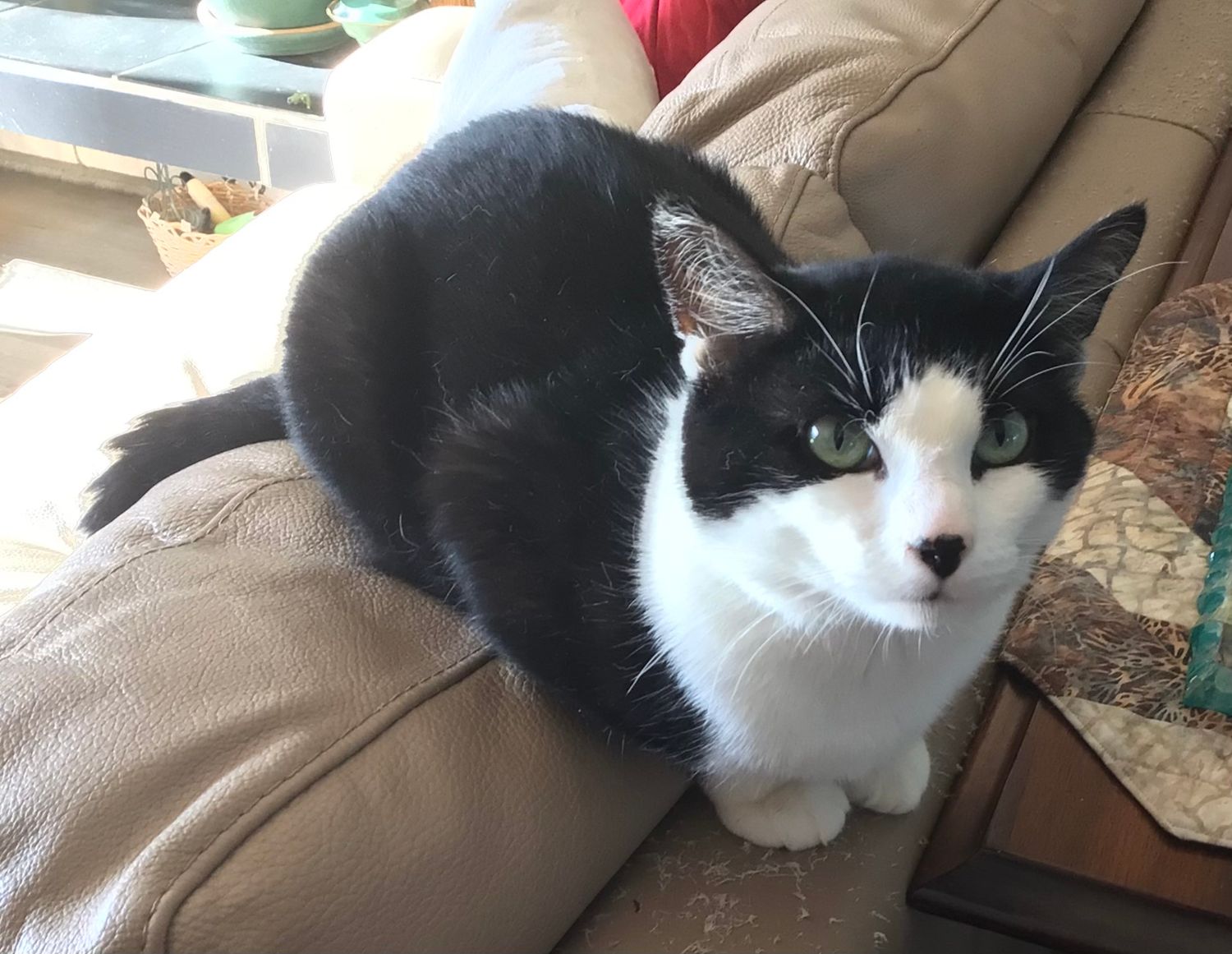 Black and white tuxedo cat with green eyes resting on a tan leather couch cushion.