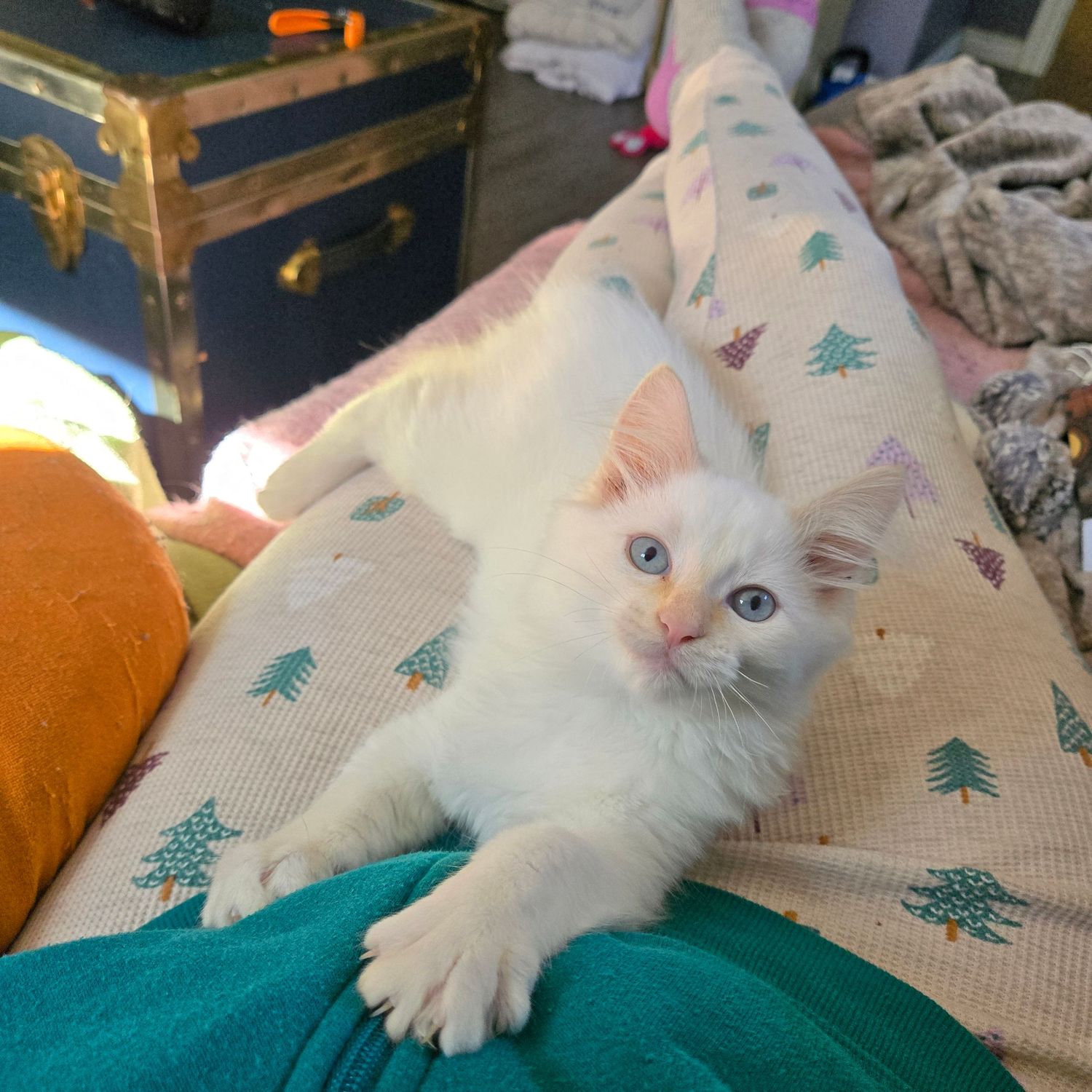 A fluffy white kitten with blue eyes stretches on a bed with a Christmas tree patterned blanket.
