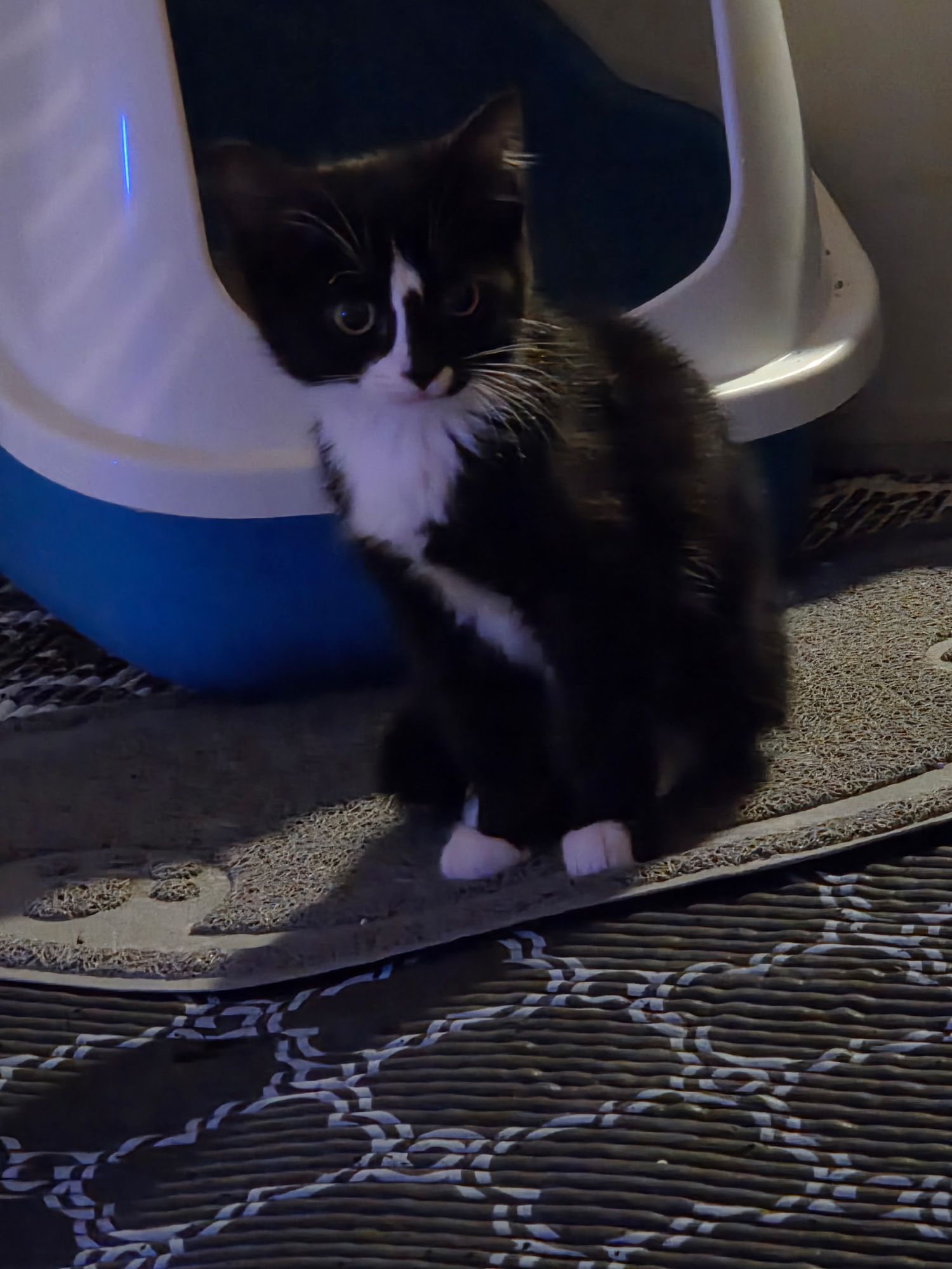 Adorable black and white tuxedo kitten sitting beside a blue litter box on a gray mat.