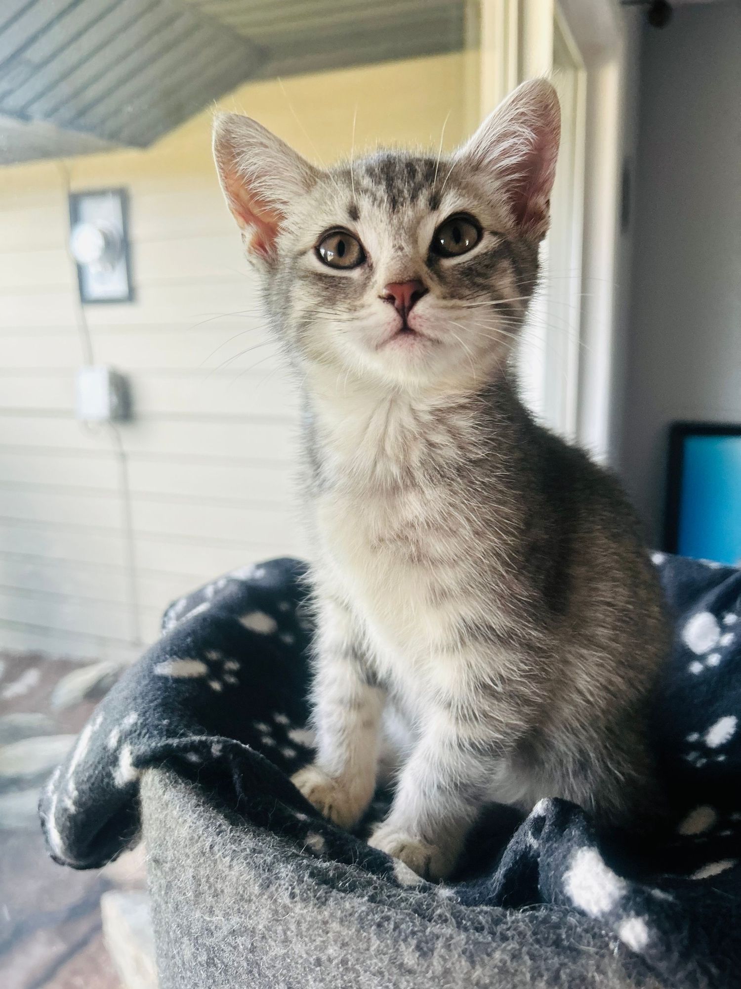 Adorable gray tabby kitten sitting upright on a cat tree covered with a black and white paw print blanket.