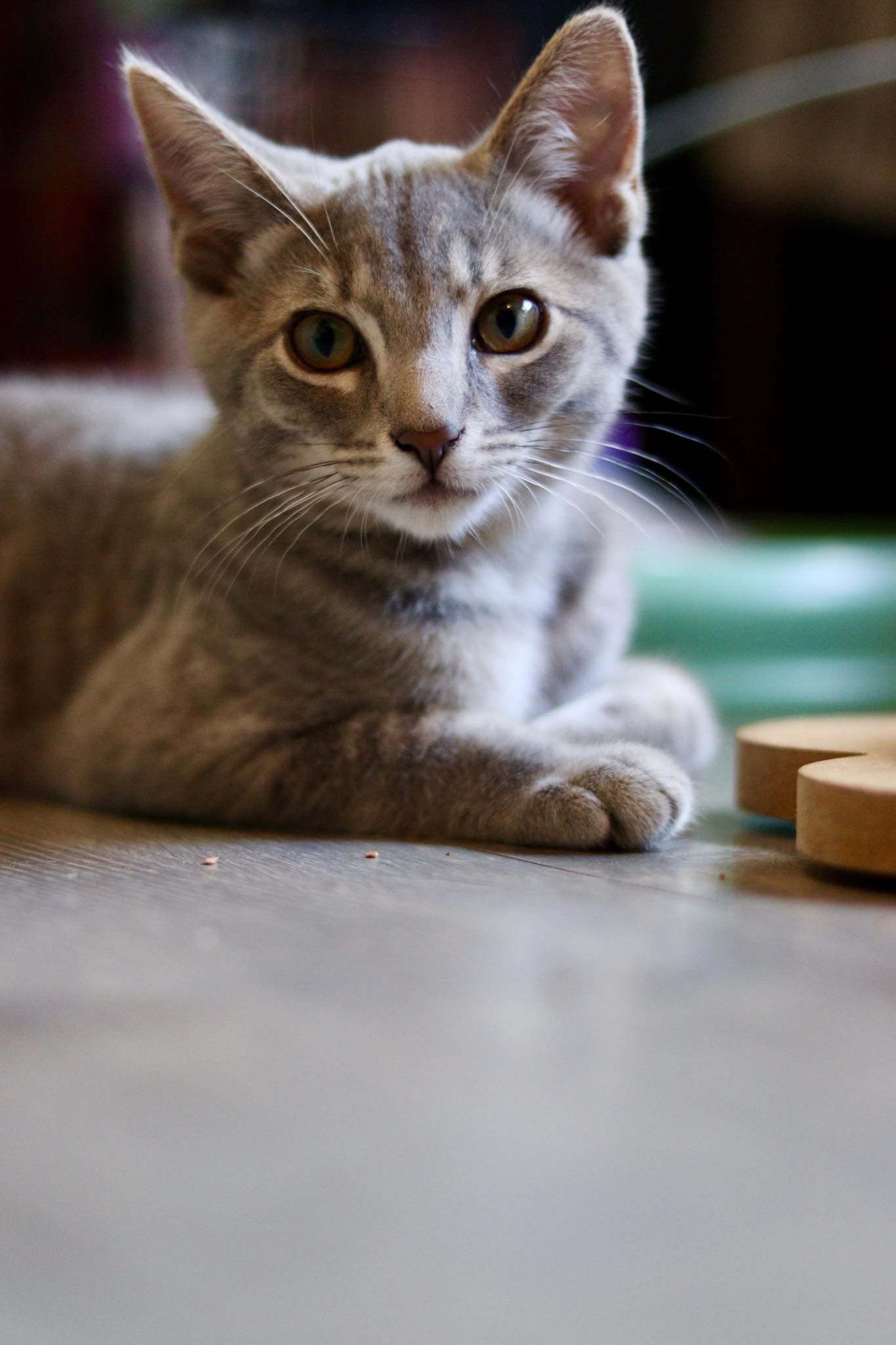 Gray cat resting on table shown in various close-up angles.