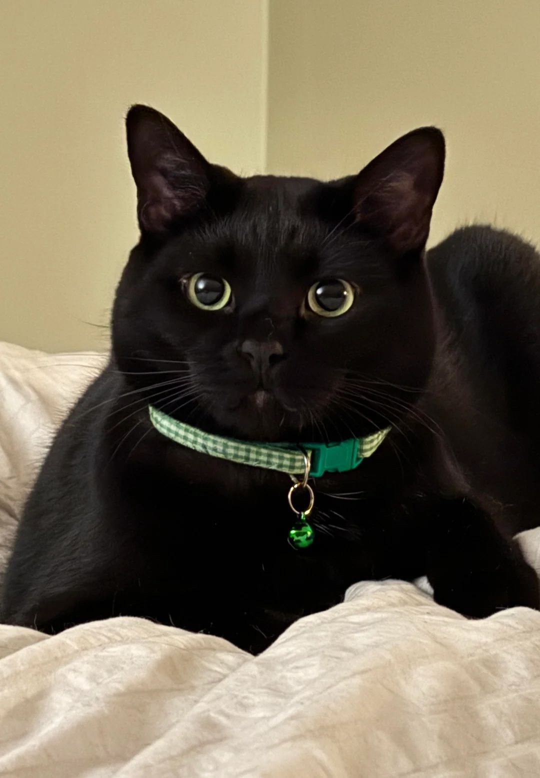 Black cat with bright eyes wearing a green checkered collar on white bedding.