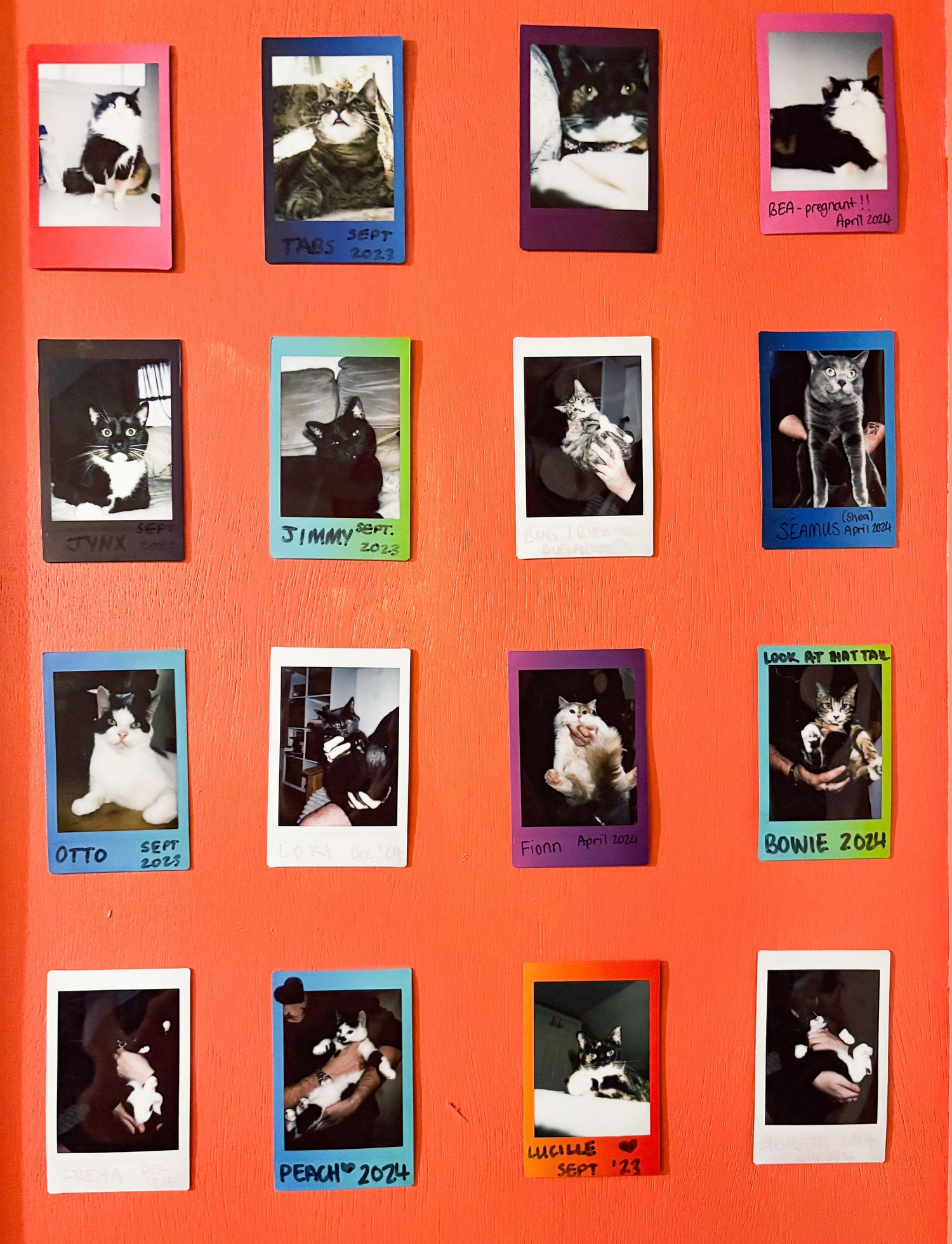 Collection of cat photos displayed on bright orange wall in a grid pattern.