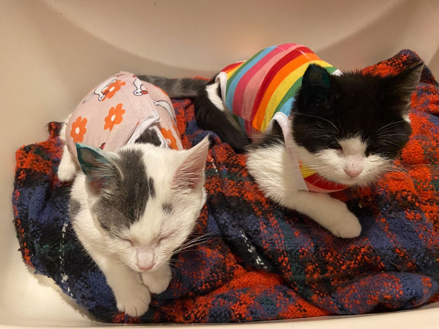 Two cats wearing colorful accessories while resting on a patterned blanket.