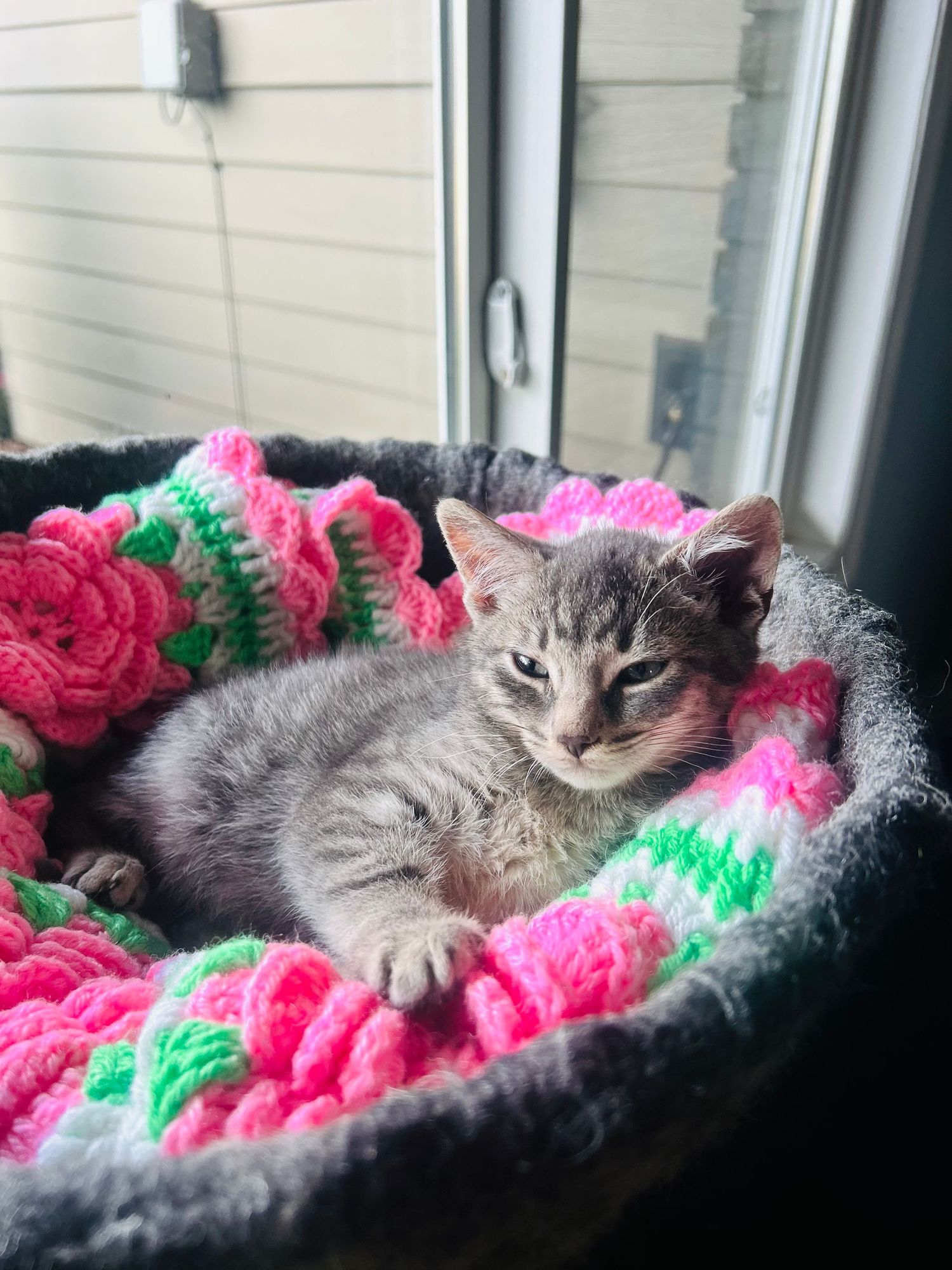 Gray tabby kitten resting in a colorful pink and green crocheted cat bed near a sunny window.