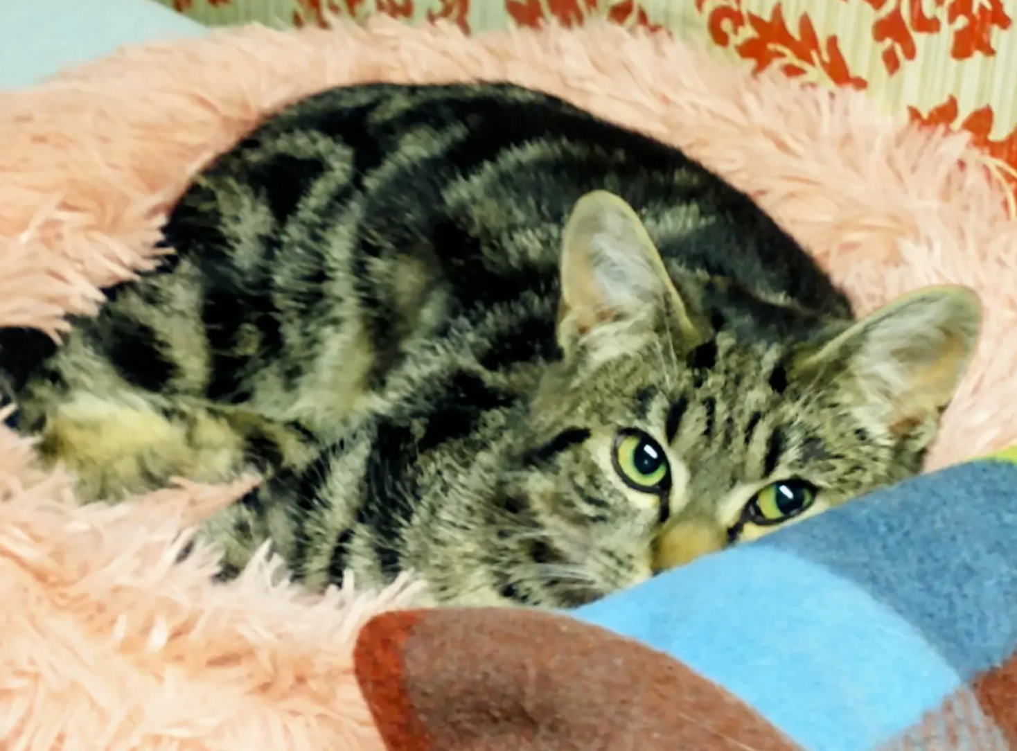 A gray tabby cat lying on a pink carpet stretches and rolls playfully while looking at the camera.