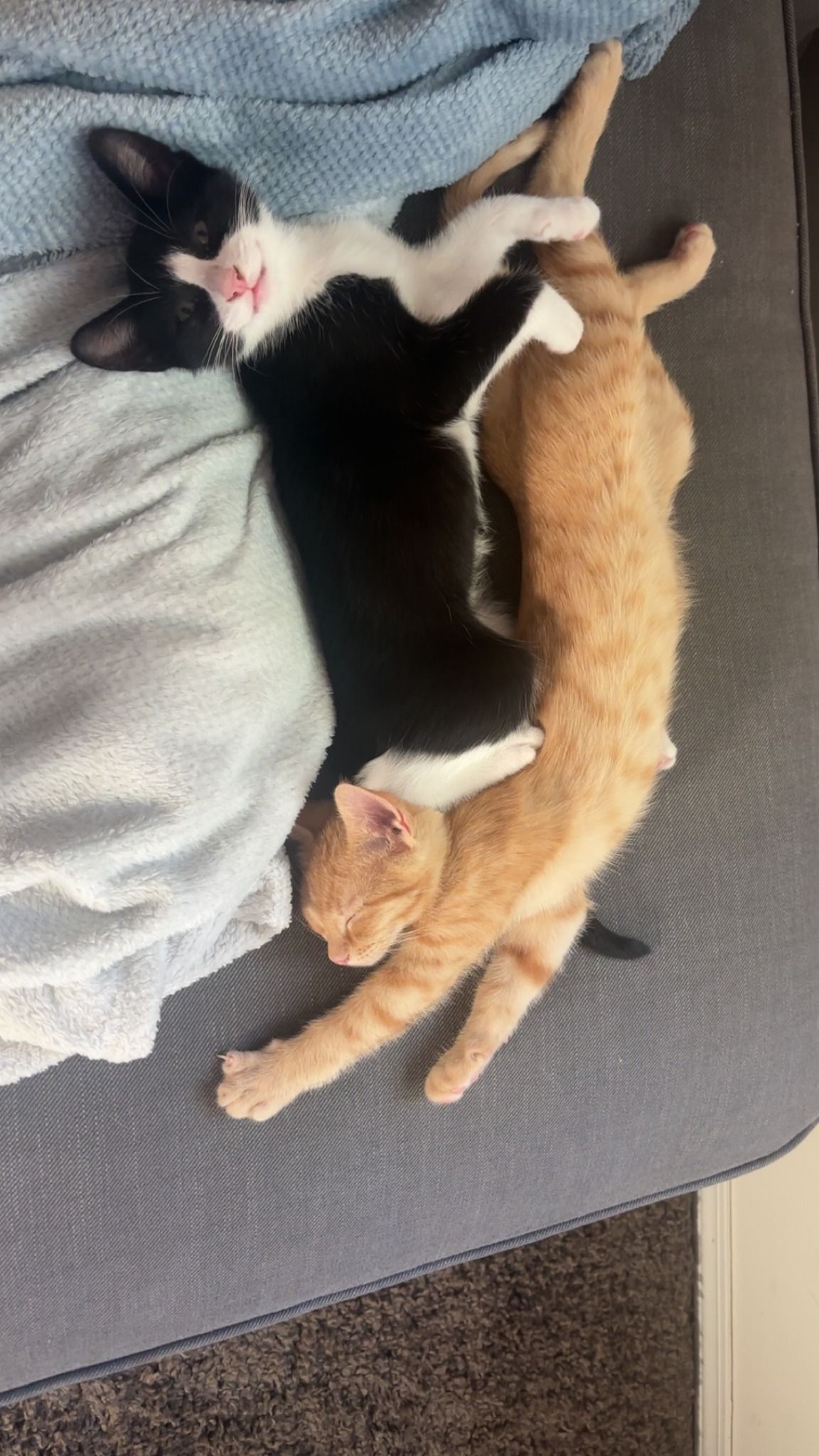 Two cats, one orange and one black, sleeping together on a grey couch.