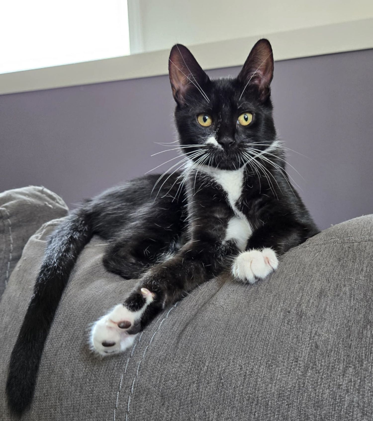 Tuxedo cat lounges lazily across gray couch cushions.