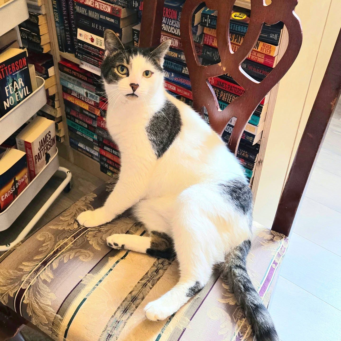 A white and gray tabby cat lounges on a cushioned chair surrounded by colorful bookshelves filled with books.