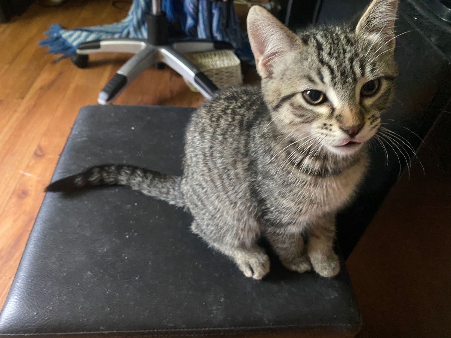 A young tabby kitten with striped markings sits attentively on a dark leather ottoman indoors.