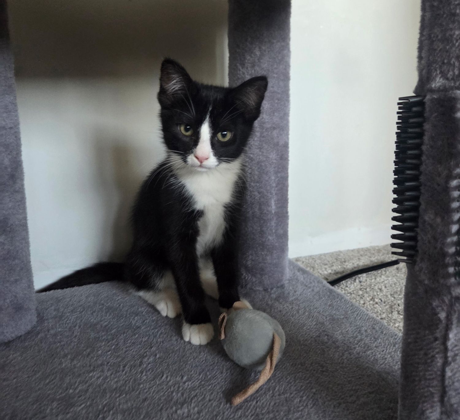 Black and white tuxedo kitten sitting on a gray cat tree with a toy mouse nearby.