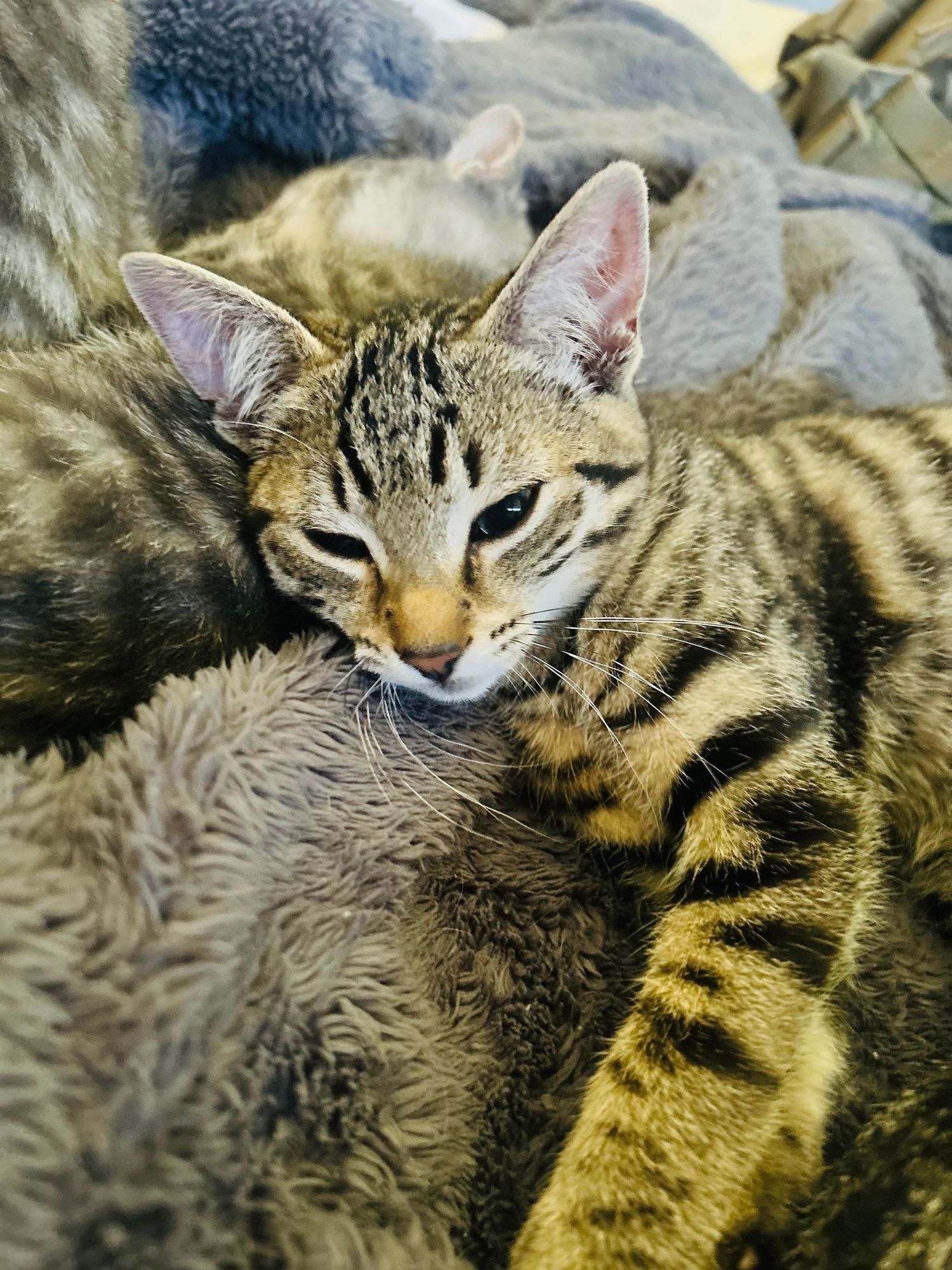 A young tabby kitten with striped markings resting comfortably on a soft, fluffy gray blanket.