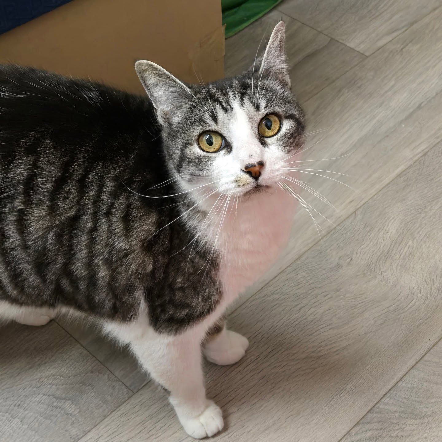 A gray and white tabby cat with yellow eyes standing on a light wood floor, looking directly at the camera.