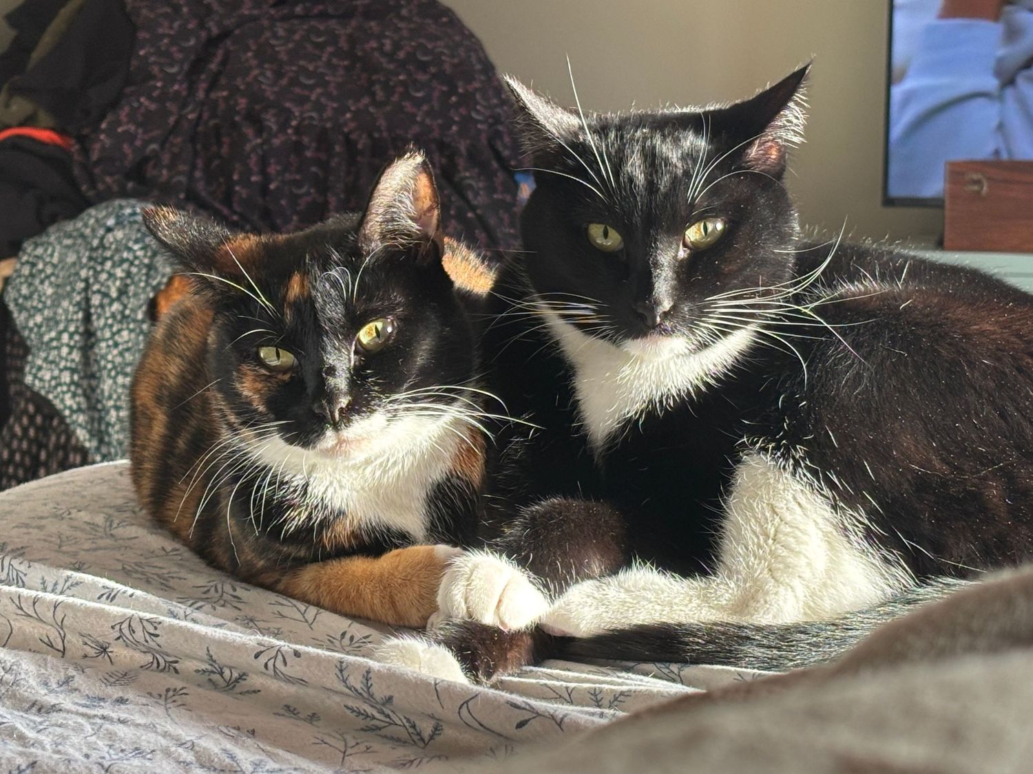 Multiple cats lounging together on gray furniture.