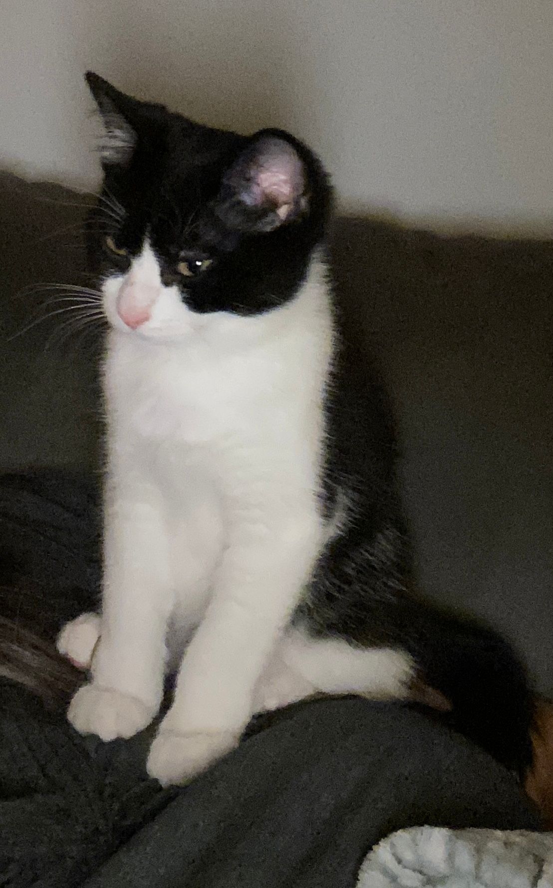 A black and white tuxedo cat sitting upright on a dark sofa, looking alert with bright eyes and pink nose.