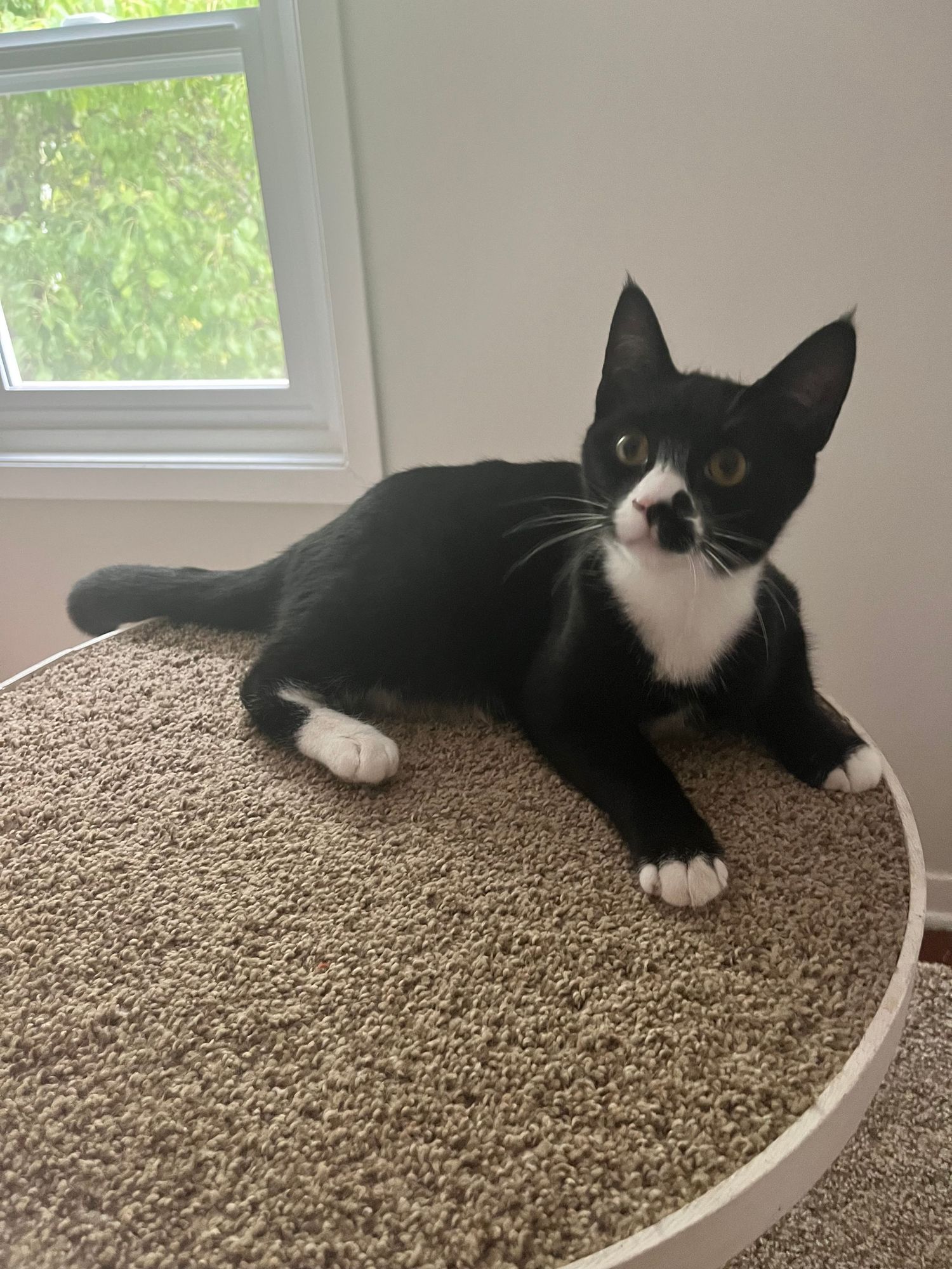 A black and white tuxedo cat lounges on a beige carpeted surface near a white wall.