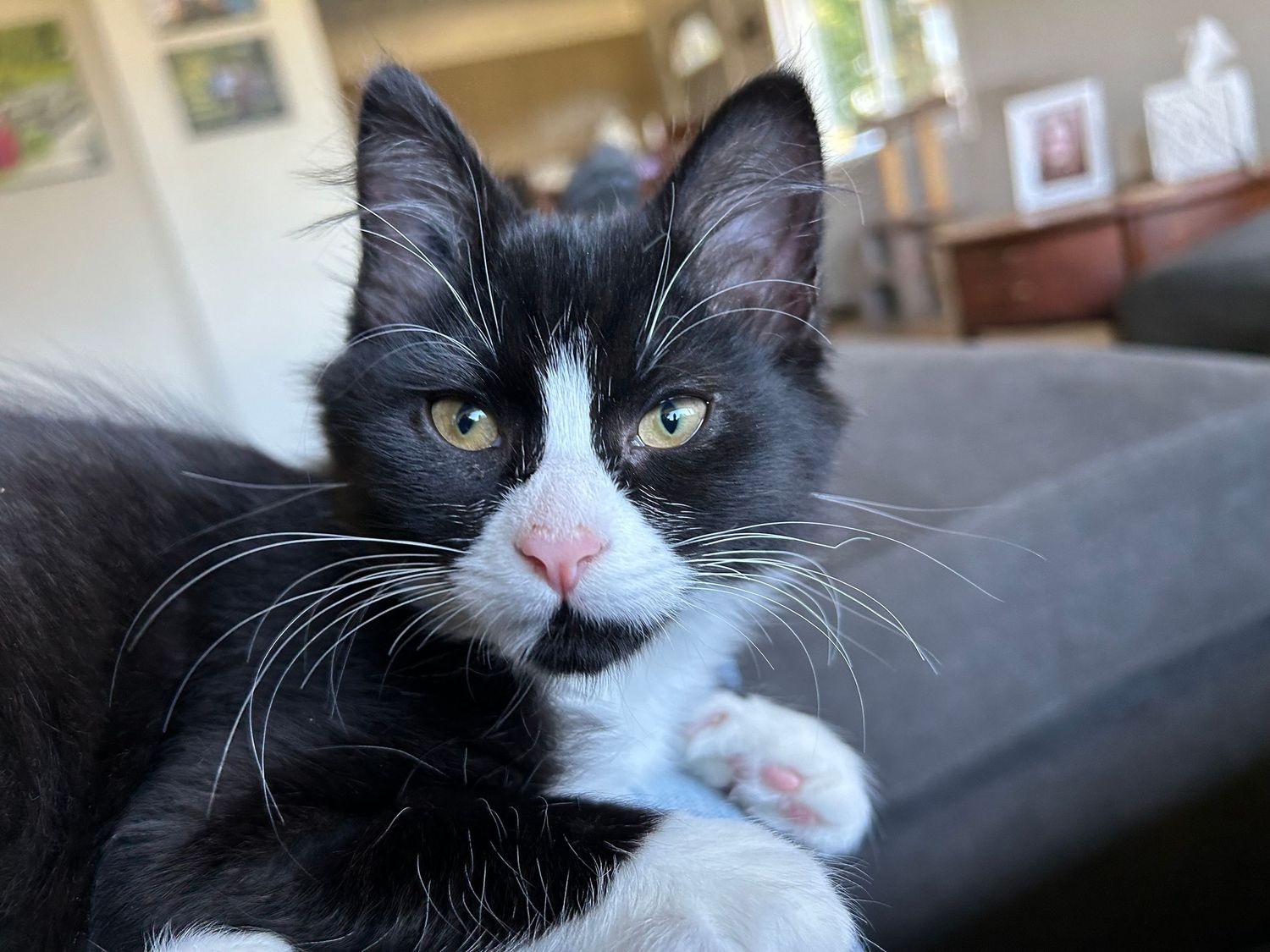 Black and white tuxedo cat lounges on dark furniture while looking at the camera with bright yellow eyes.