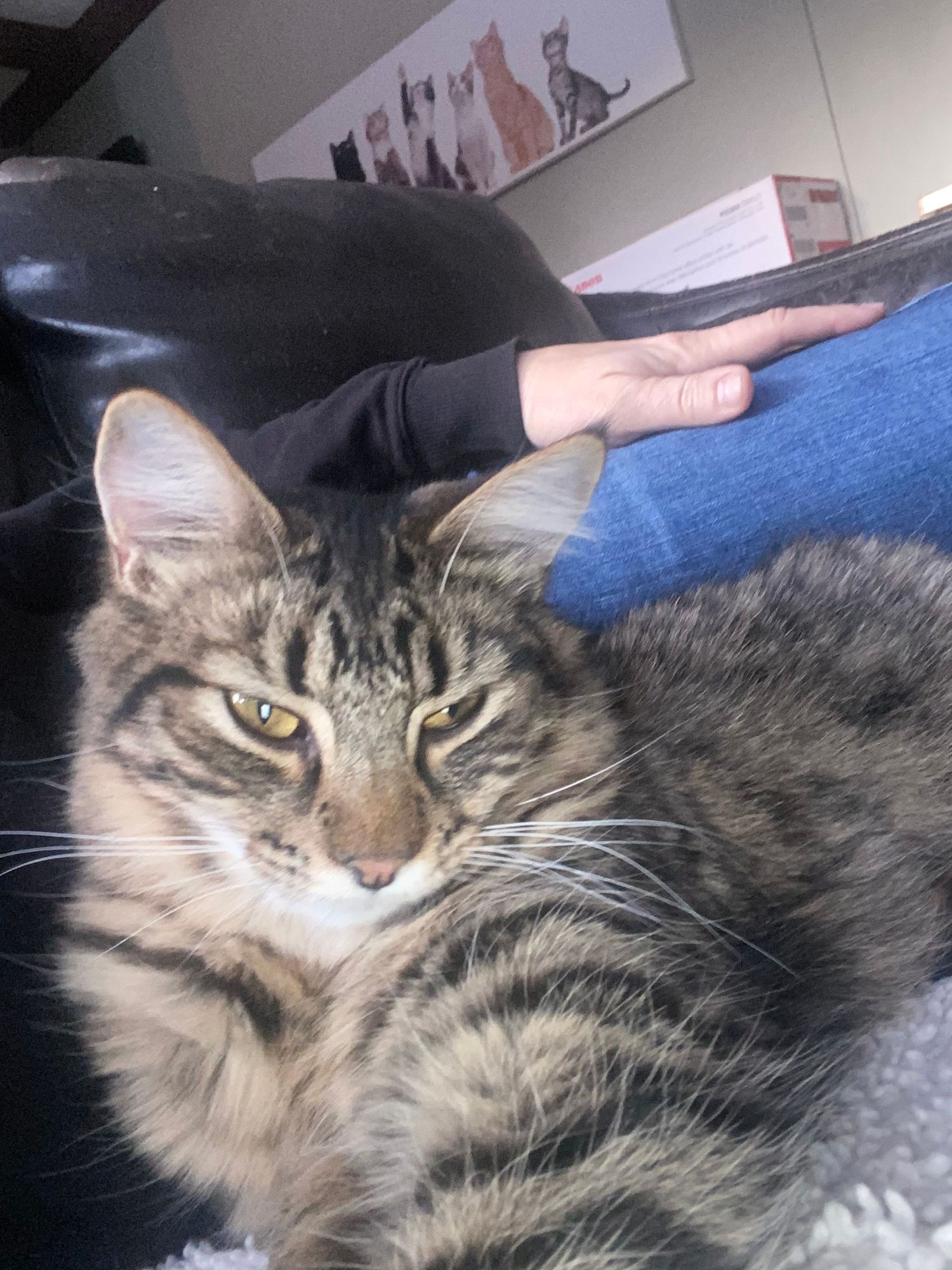 A fluffy tabby cat with golden eyes resting on a couch while being petted by a person in blue jeans.
