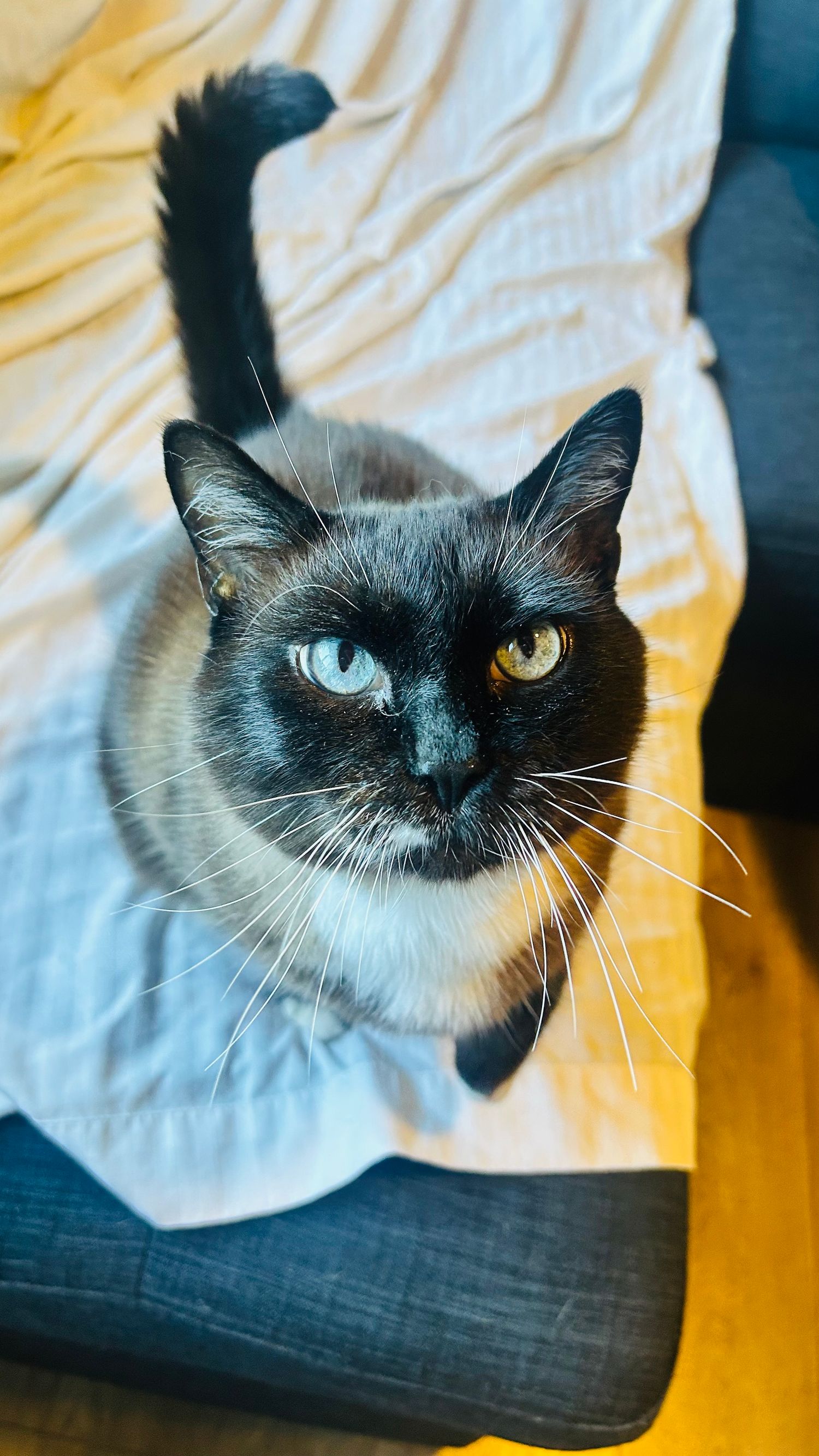 Siamese cat with heterochromia eyes sitting on a dark couch, looking up curiously with long white whiskers.
