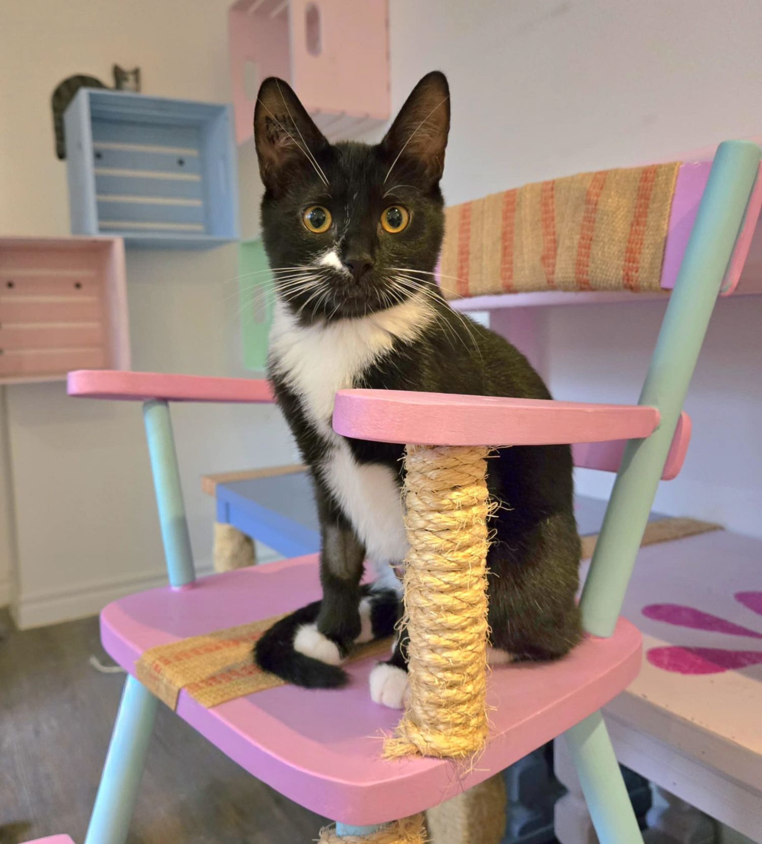 Black and white cat explores pastel-colored cat tree with rope-wrapped posts.