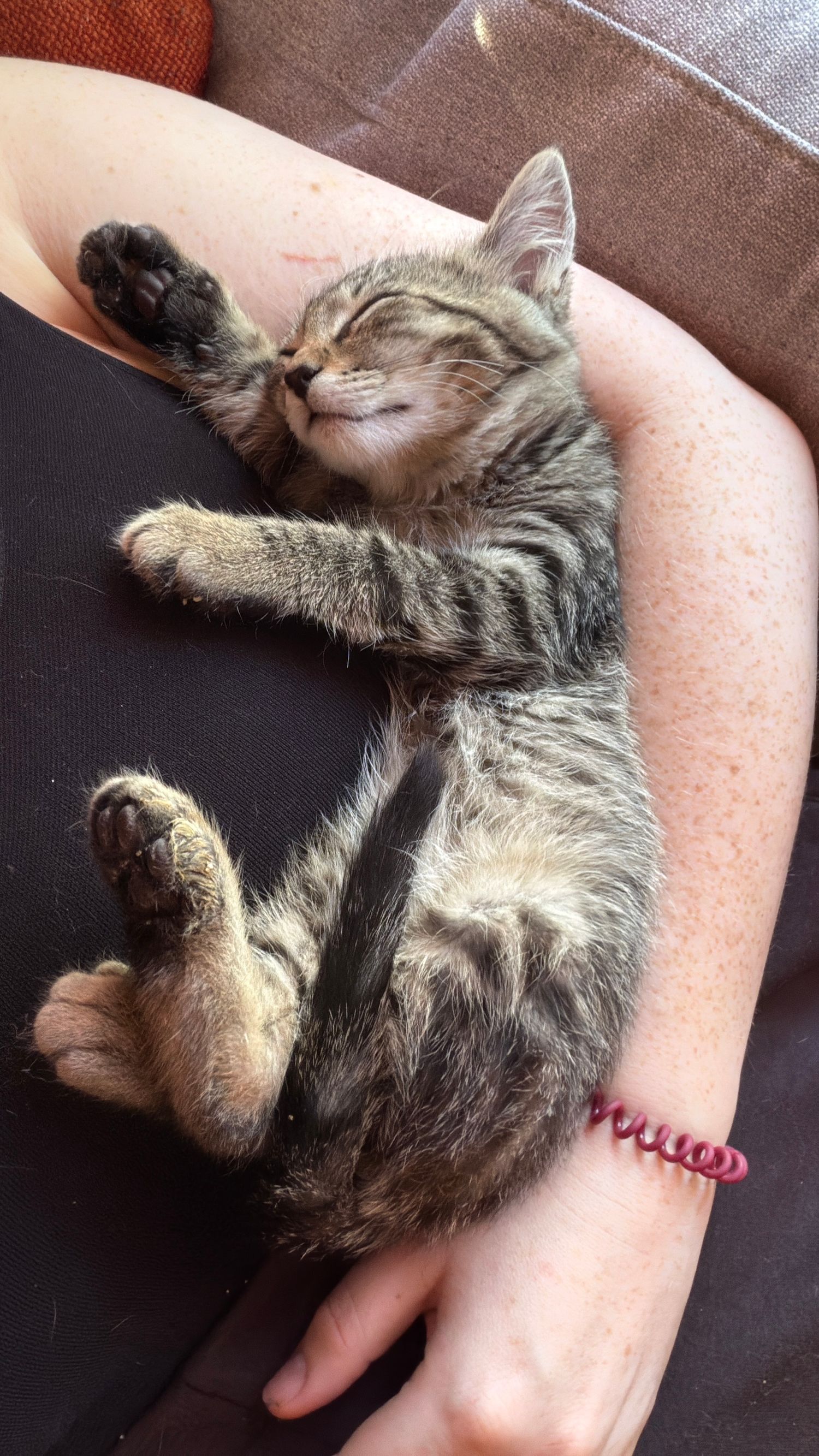 A tabby kitten sleeping peacefully on a person's lap, showing its belly with paws stretched out.